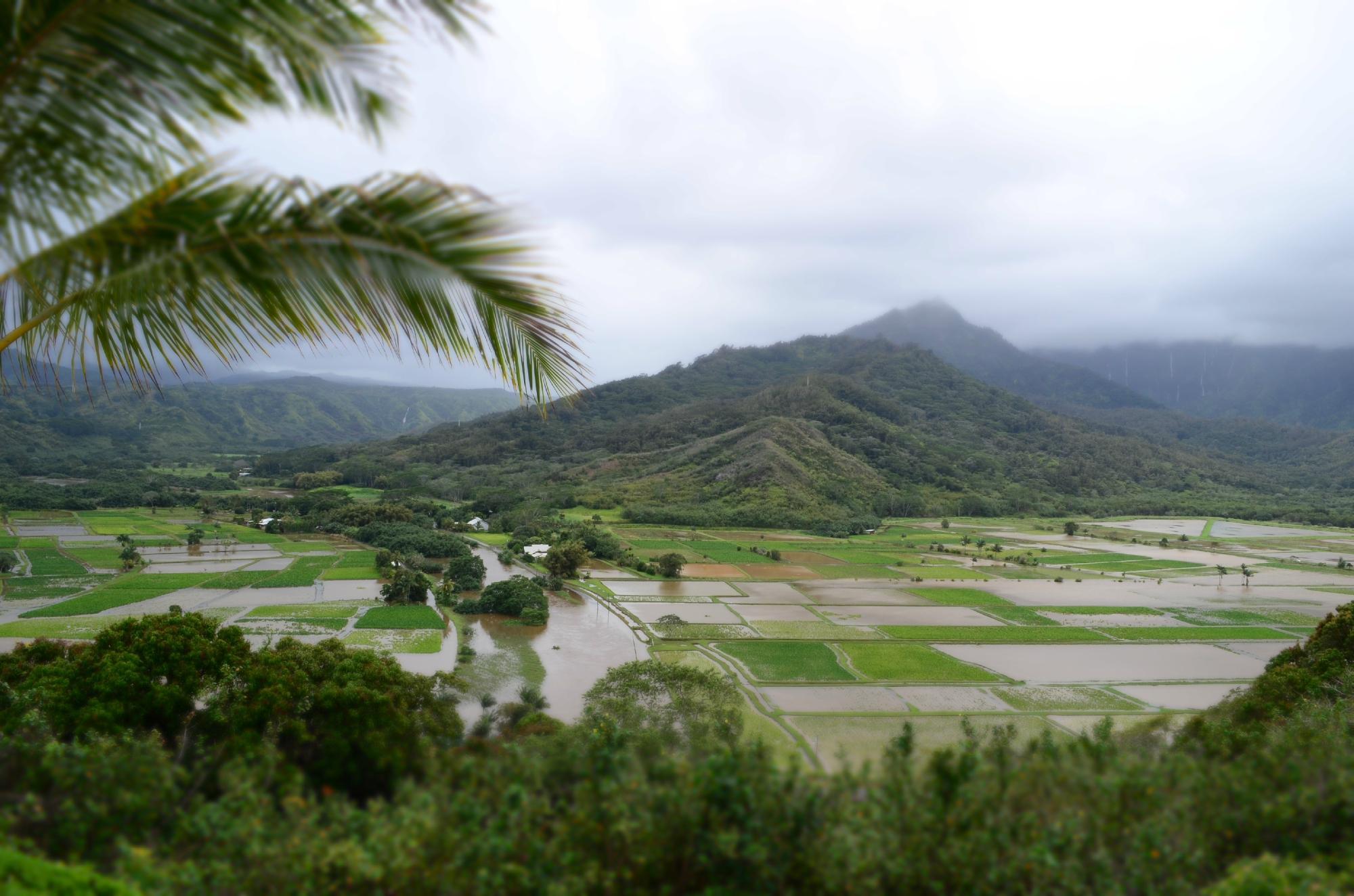 Kalani Kauai