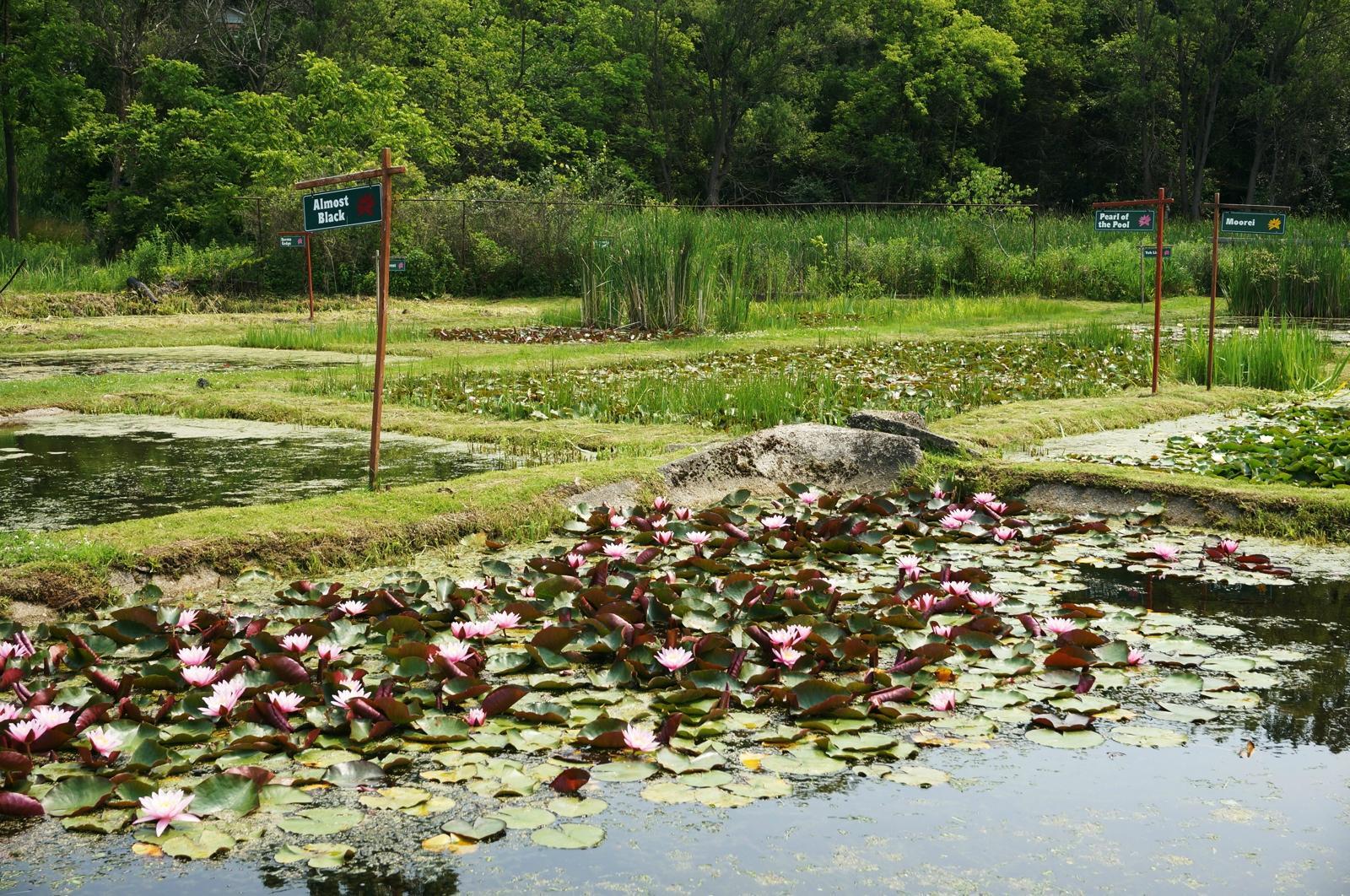 Moore Water Gardens