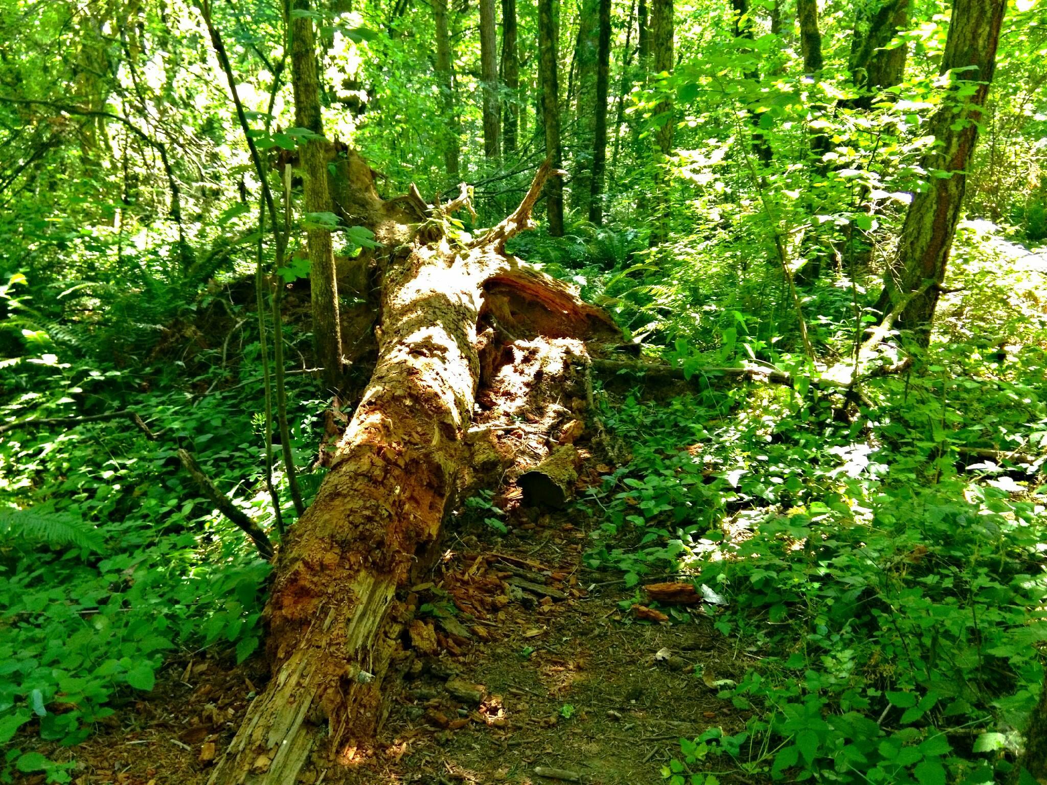 Mount Talbert Nature Park