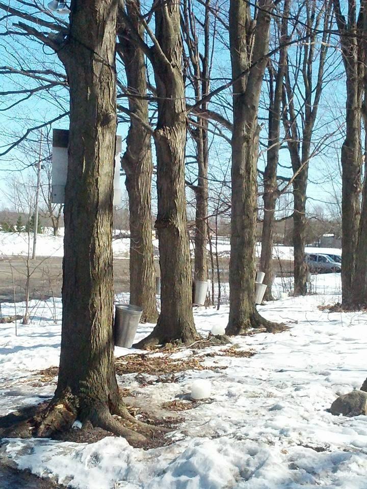 Stanley's Olde Maple Lane Farm