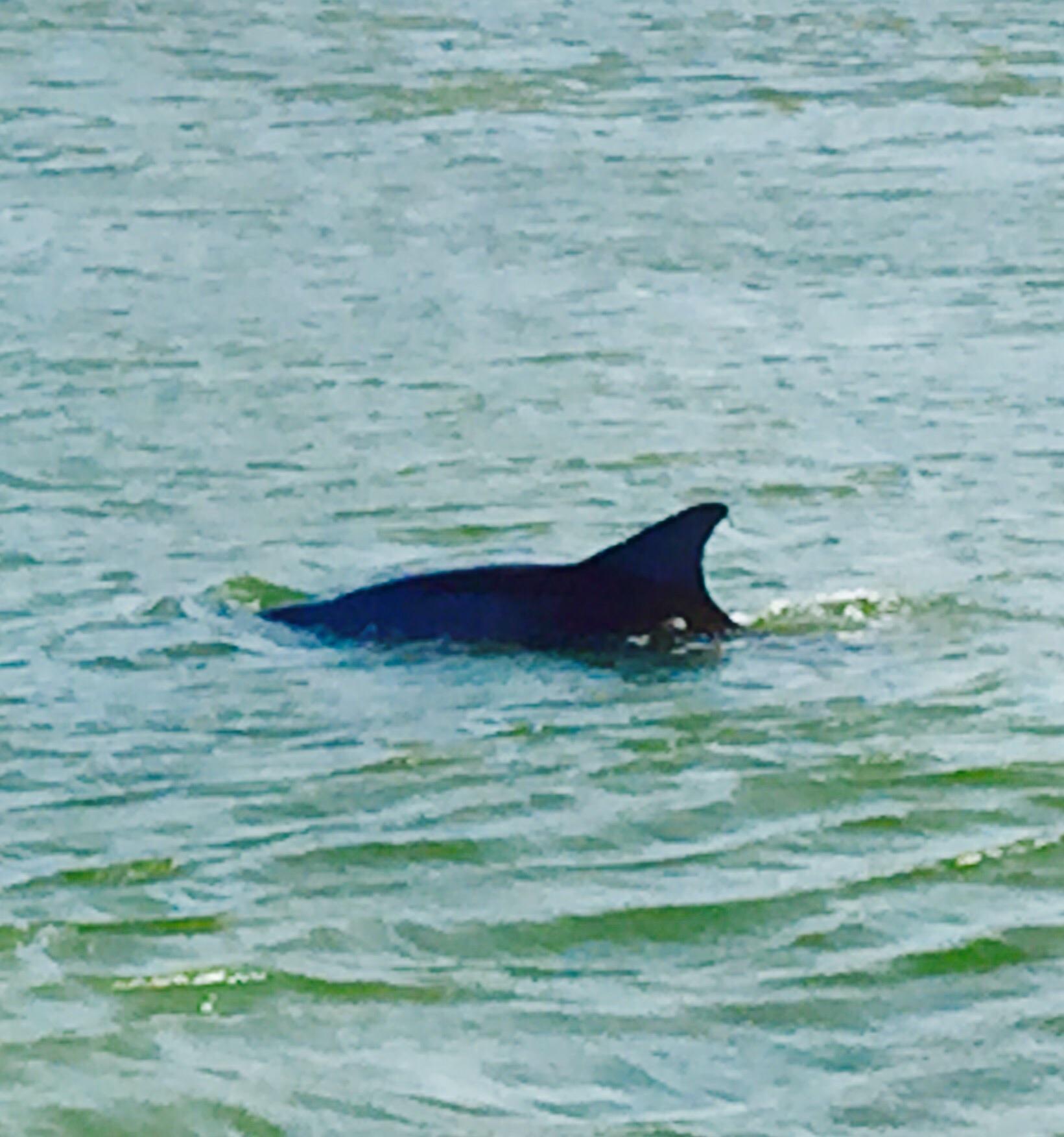 Dolphin Watch Nature Tours