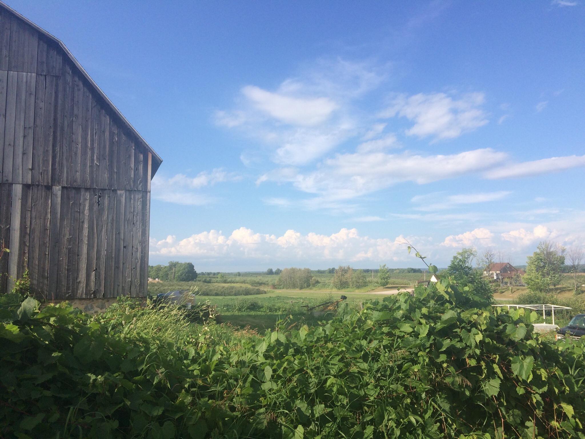 Rennie Orchards