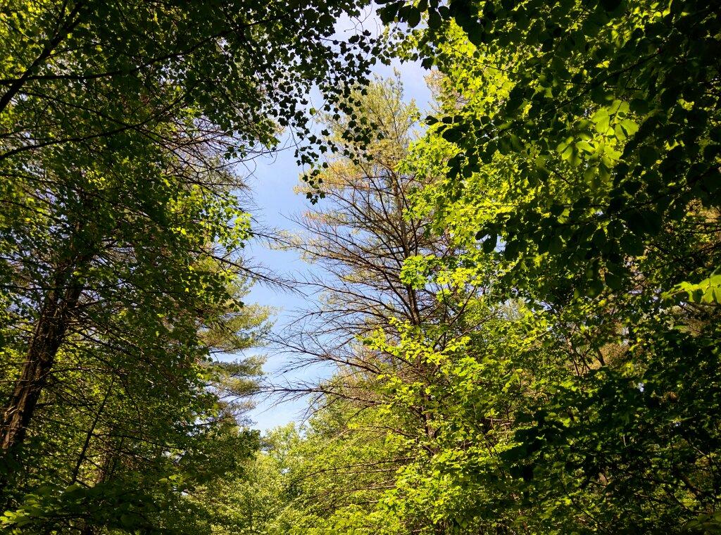 Massabesic Audubon Center