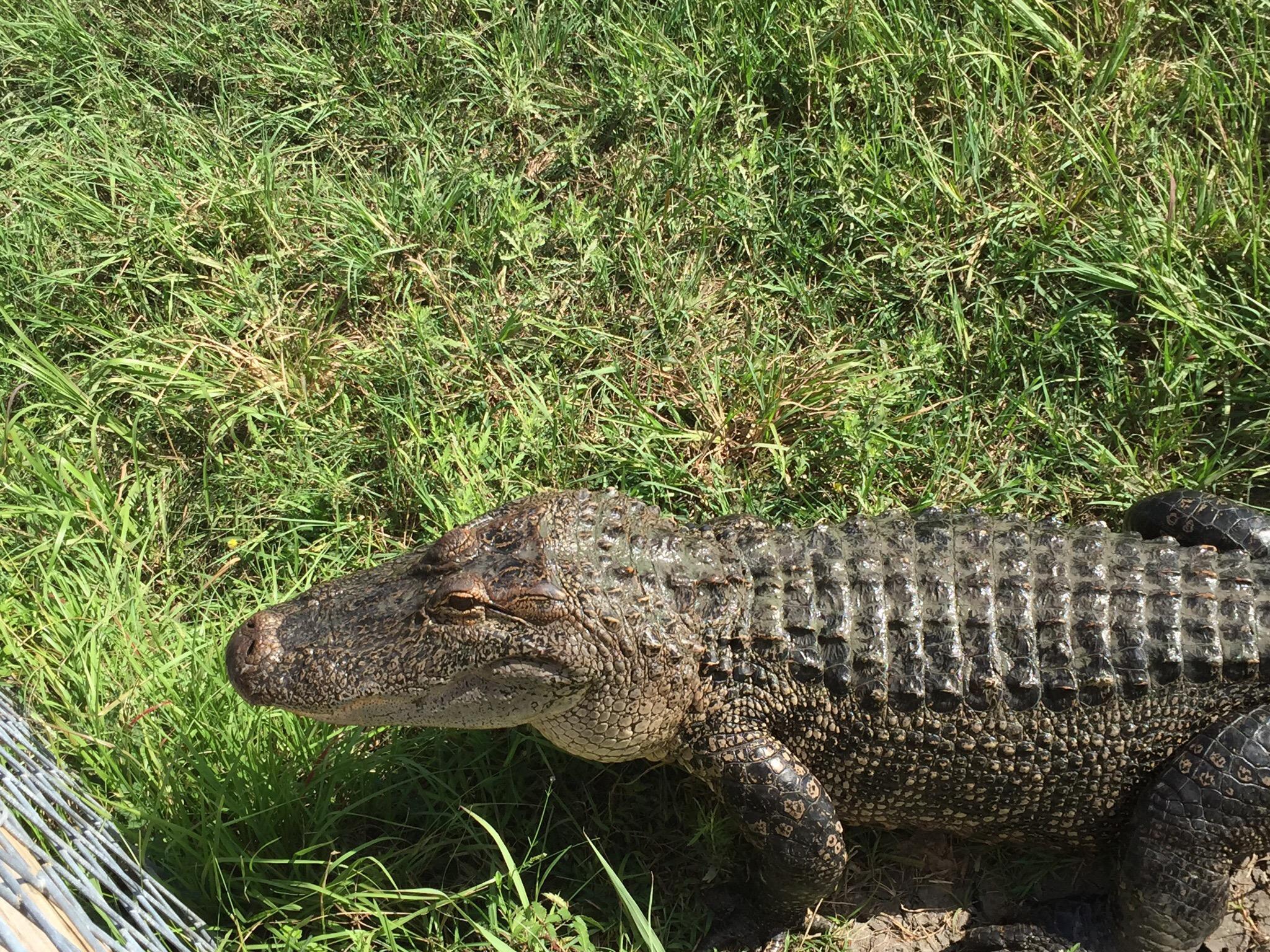 Crocodile Encounter