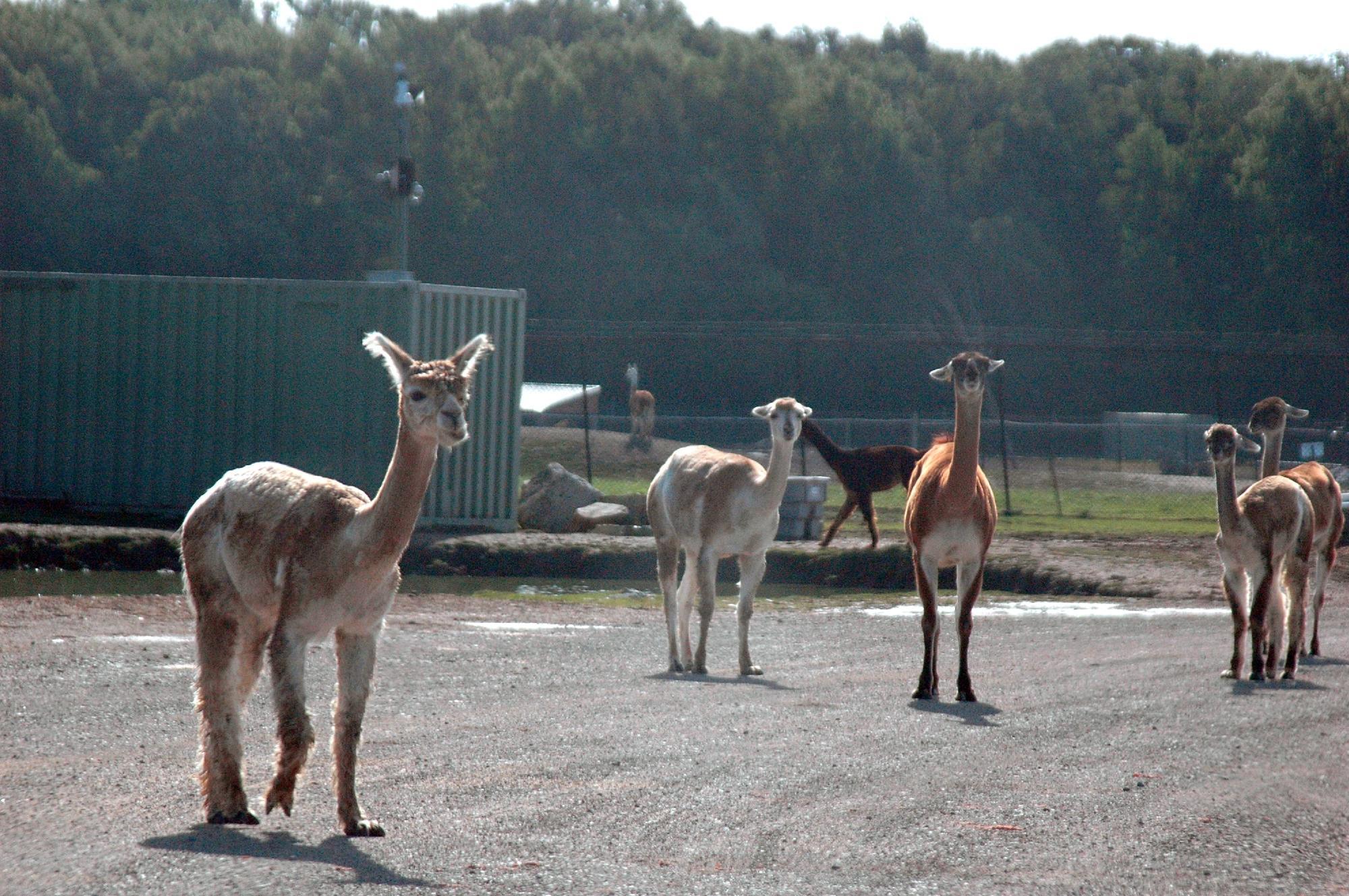 African Safari Wildlife Park