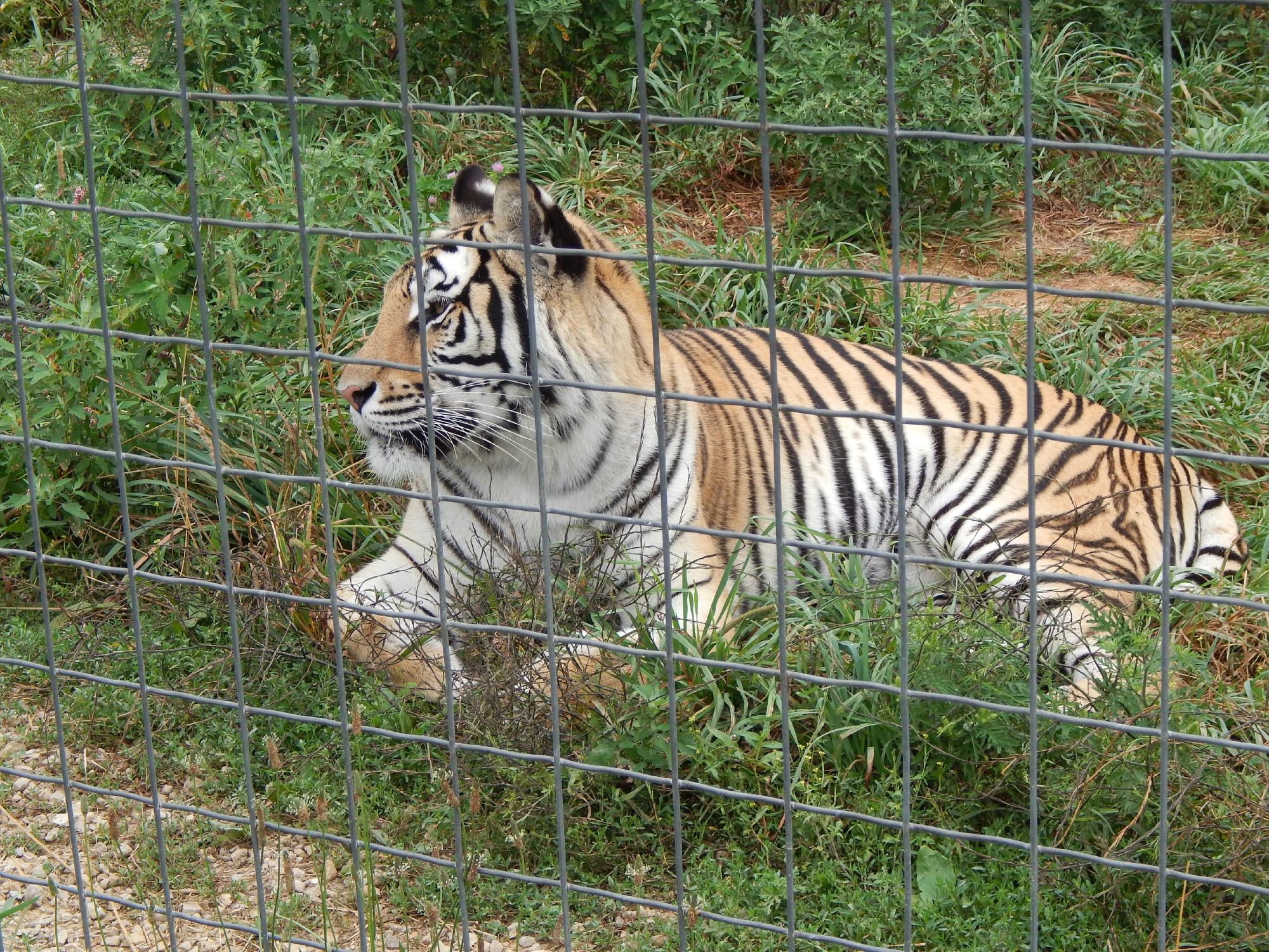 Wisconsin Big Cat Rescue