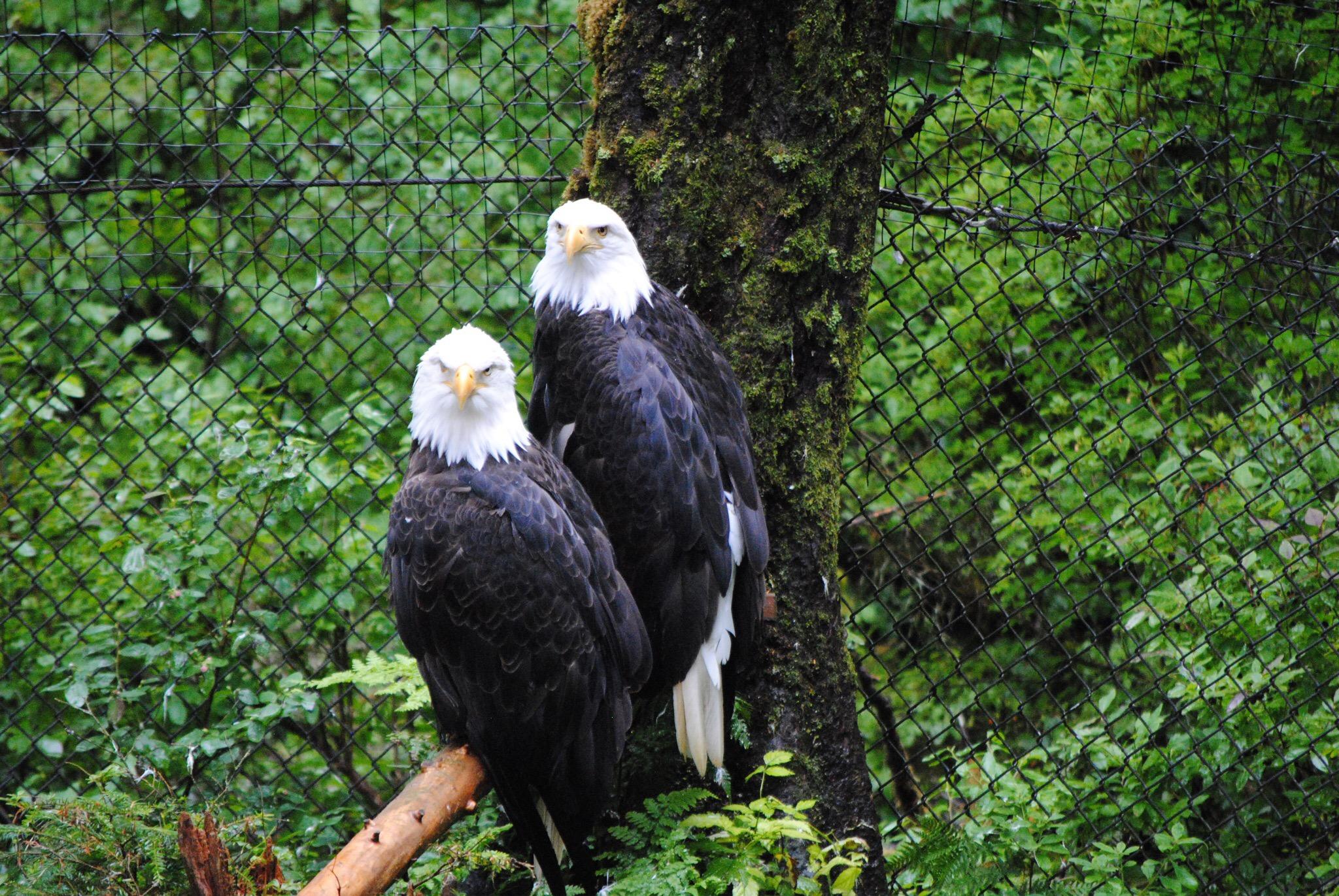 Alaska Raptor Center