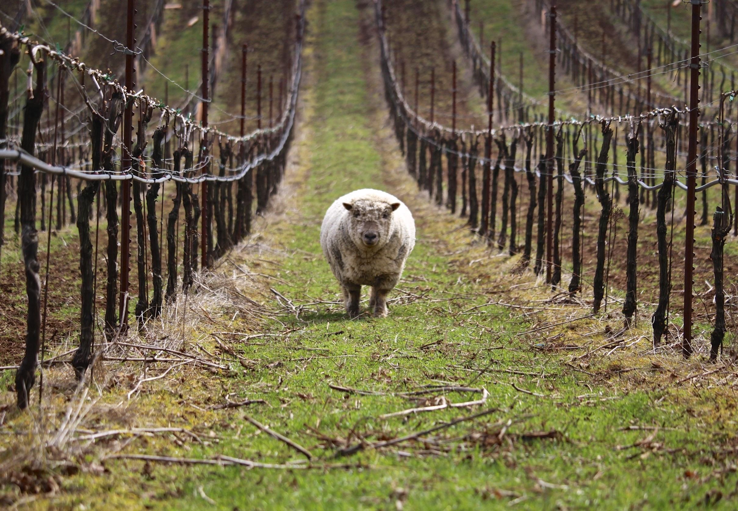 Native Flora Wines