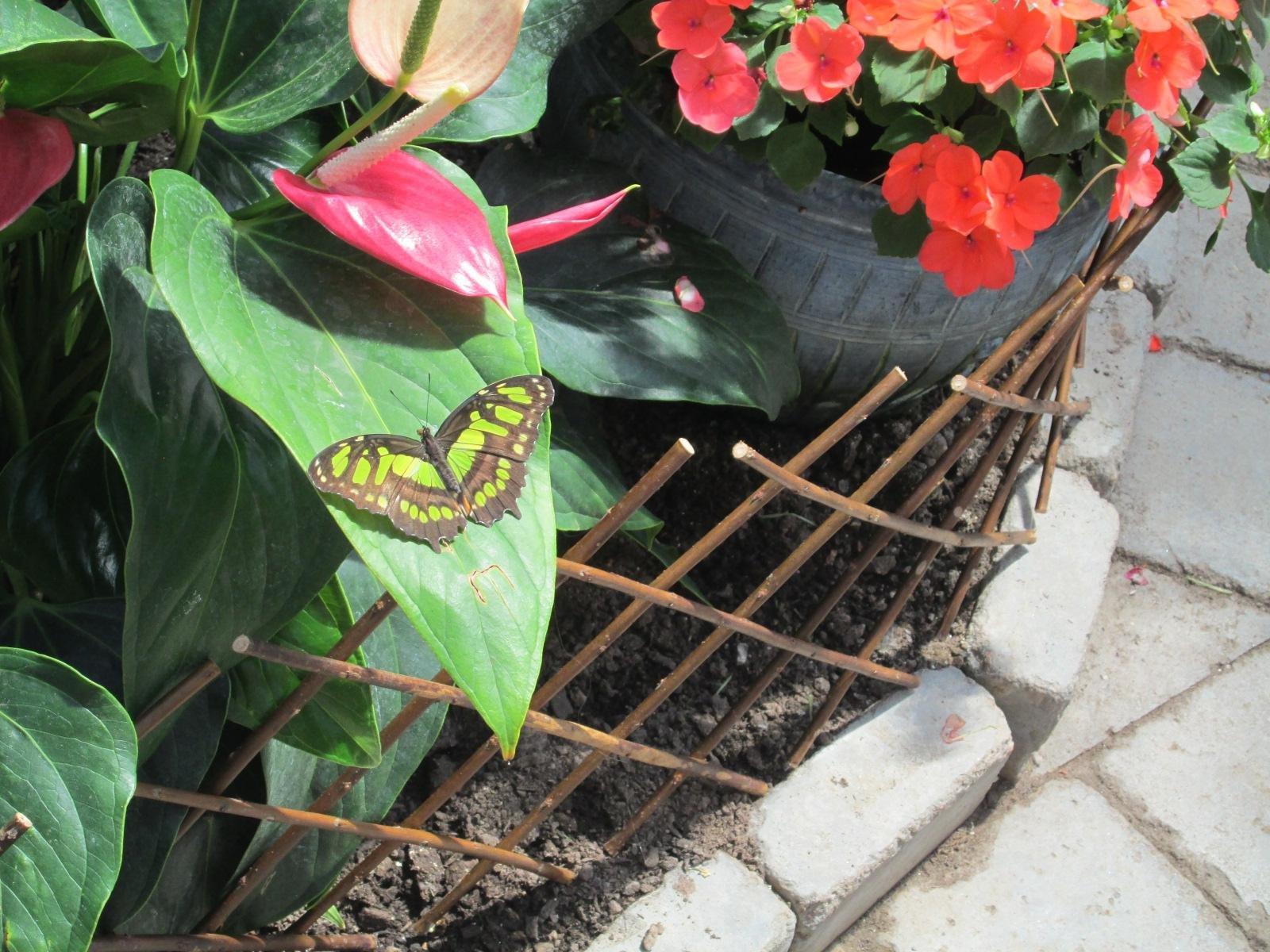 Butterfly World and the Boardwalk