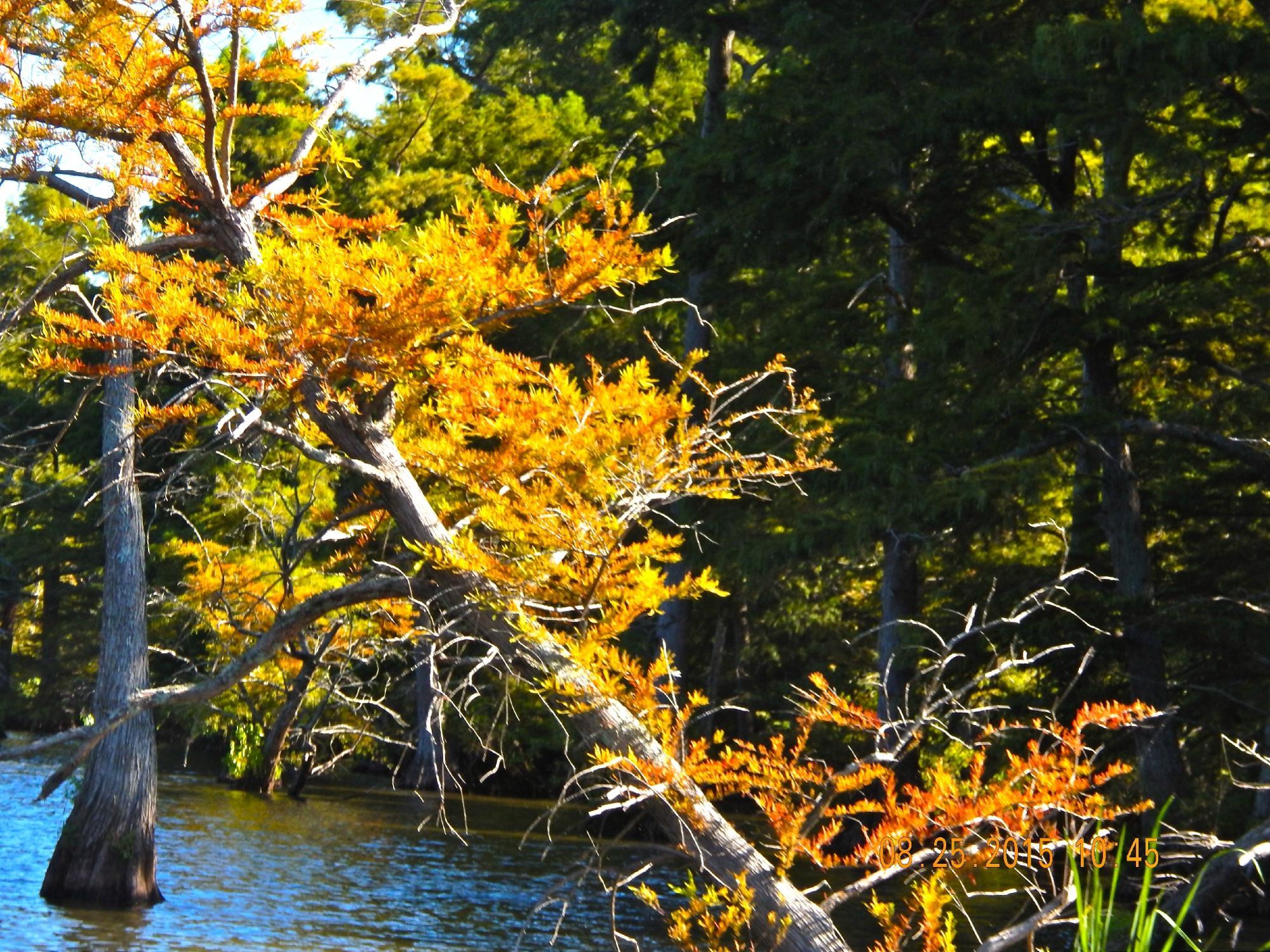 Reelfoot Lake State Park Camping