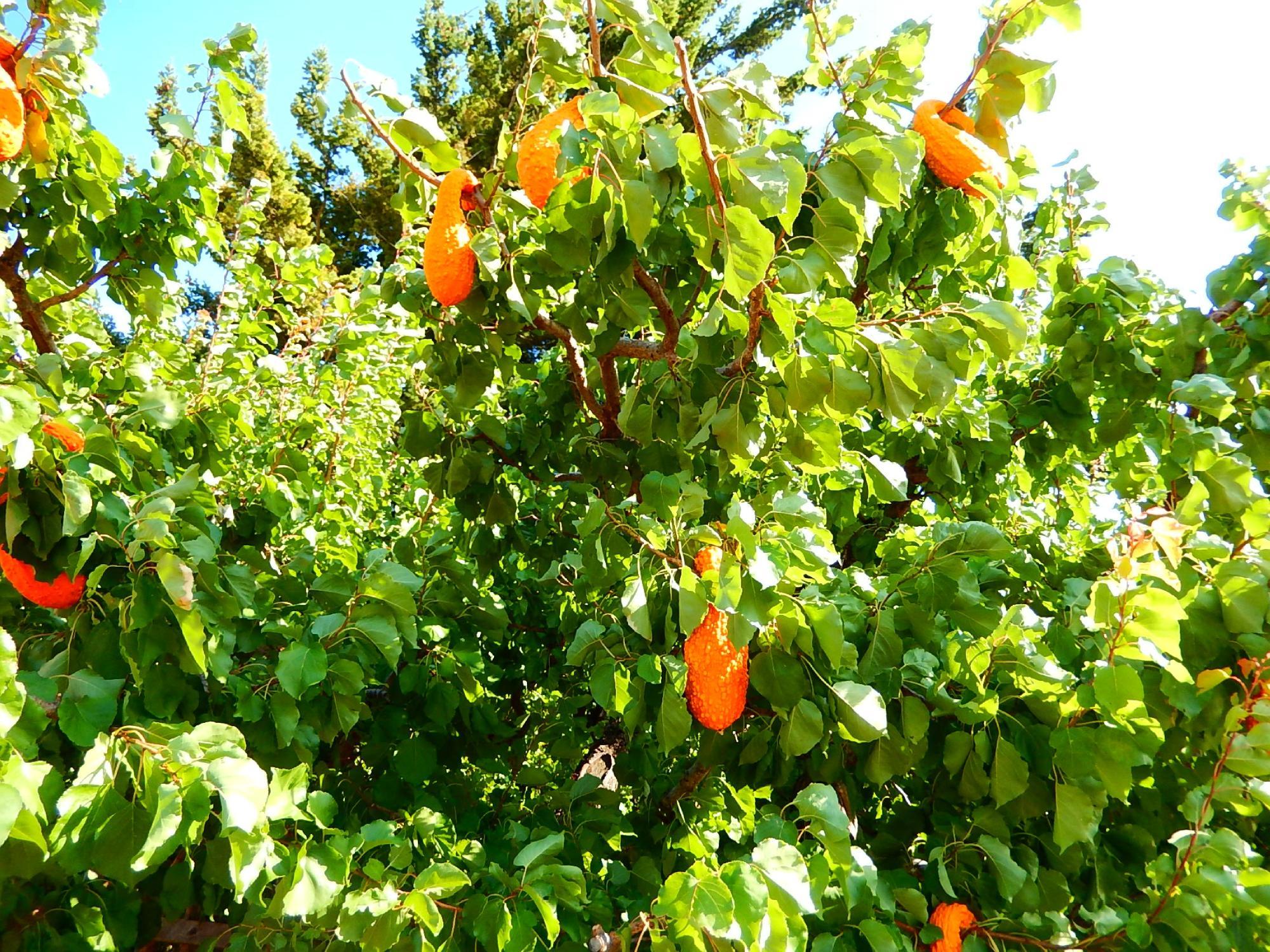 Parsons Fruit Stand