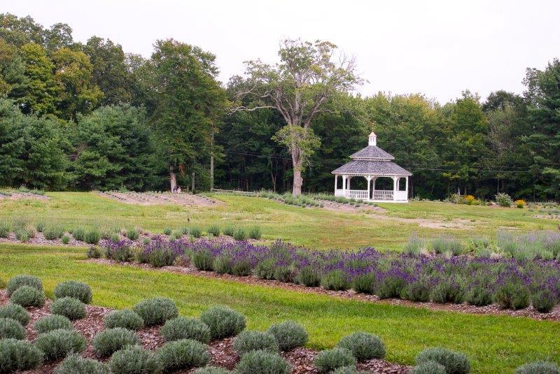 Lavender Pond Farm