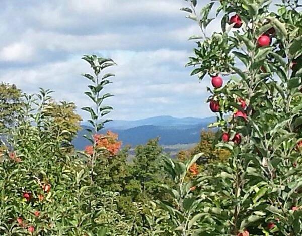 Gould Hill Farm