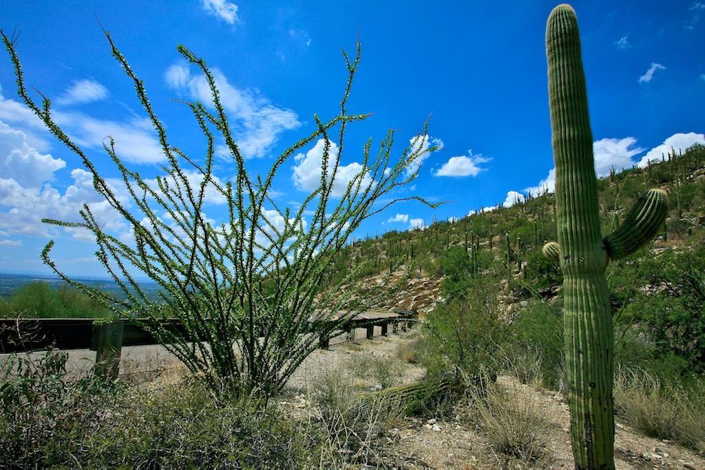 Mt. Lemmon Scenic Byway