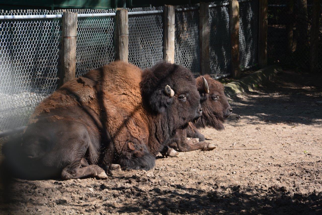 High Park Zoo