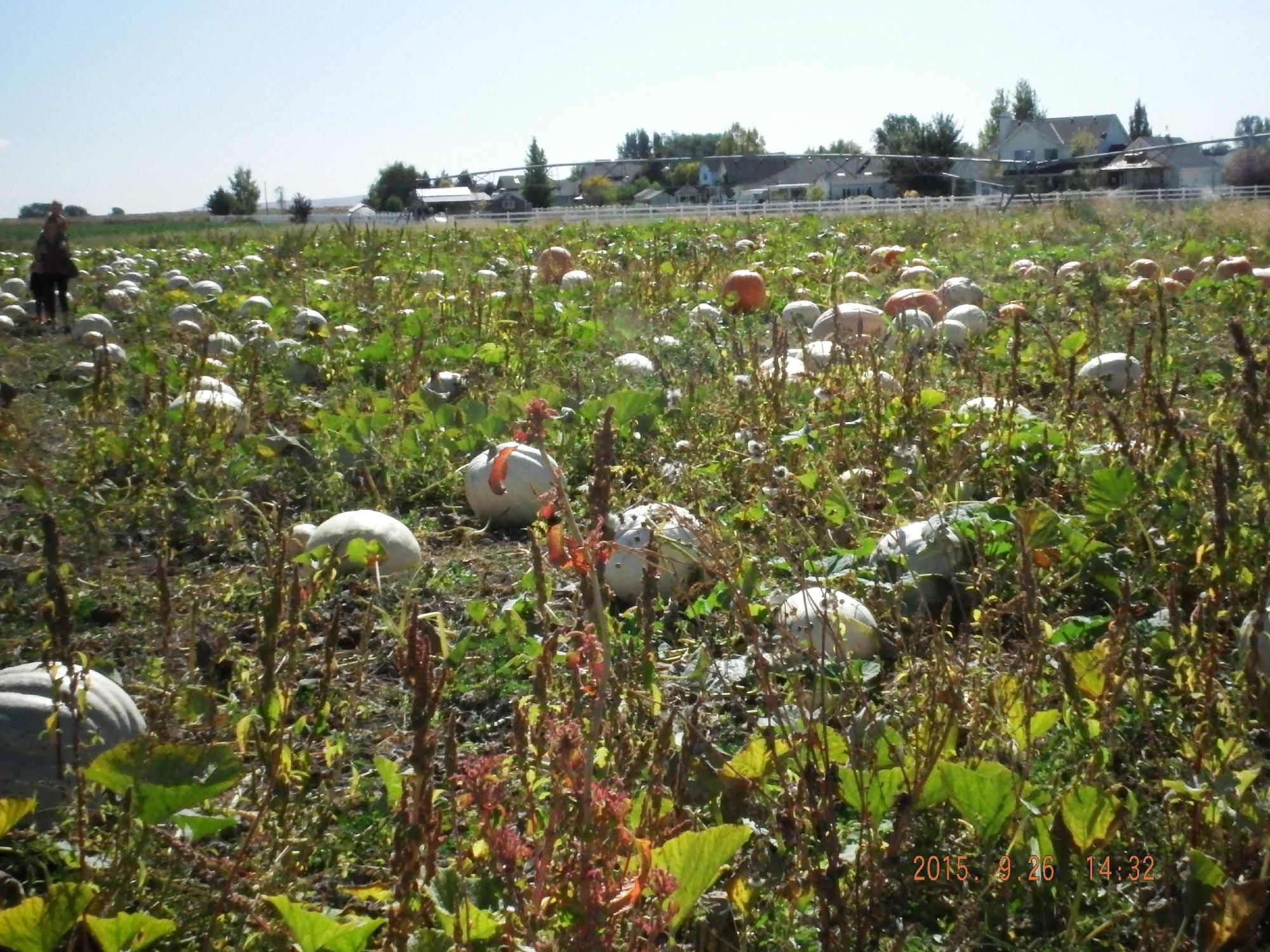 Linder Farms