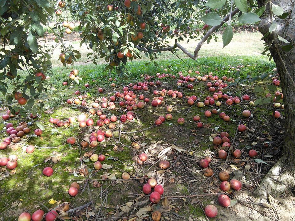 Anderson Orchard