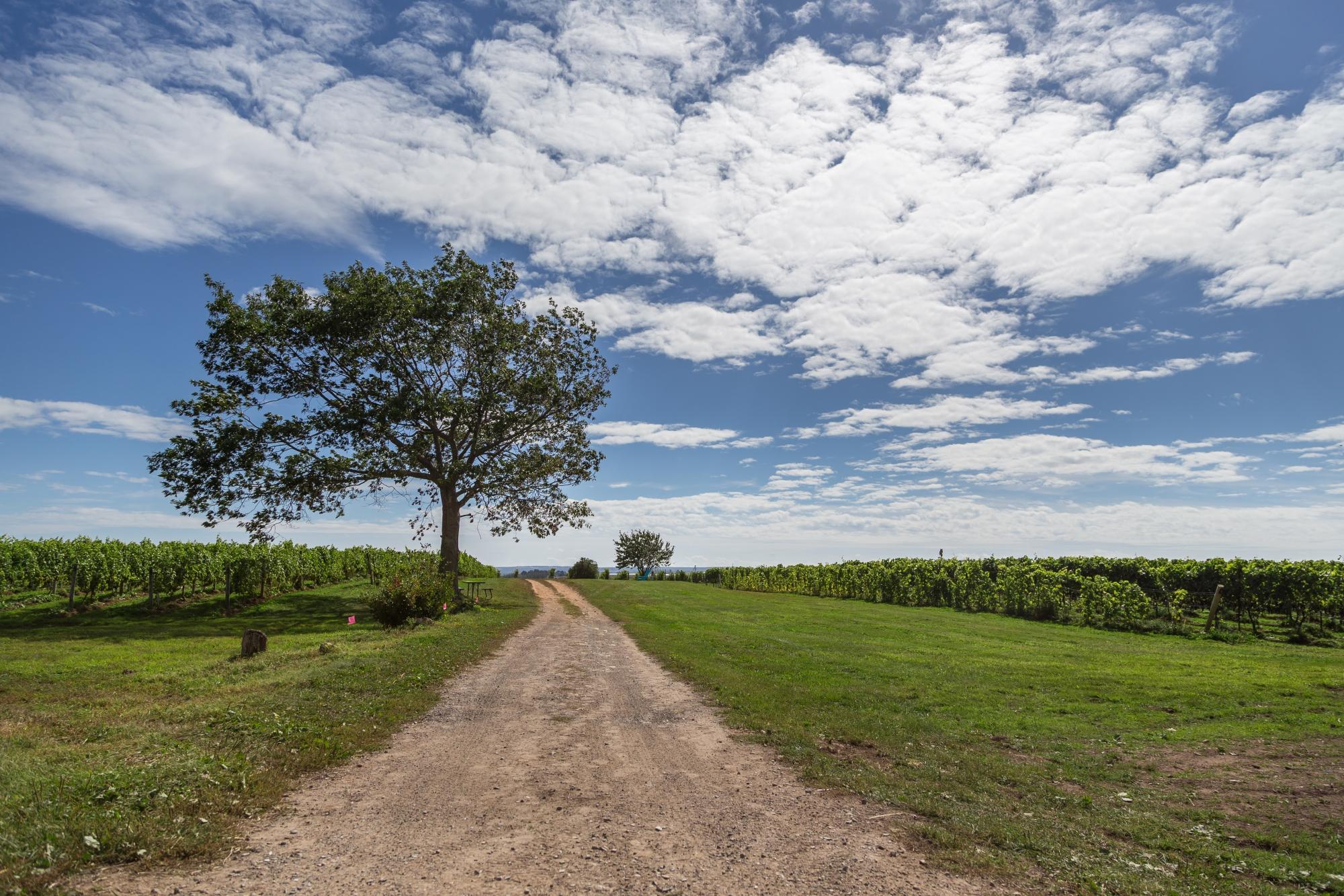 Blomidon Estate Winery