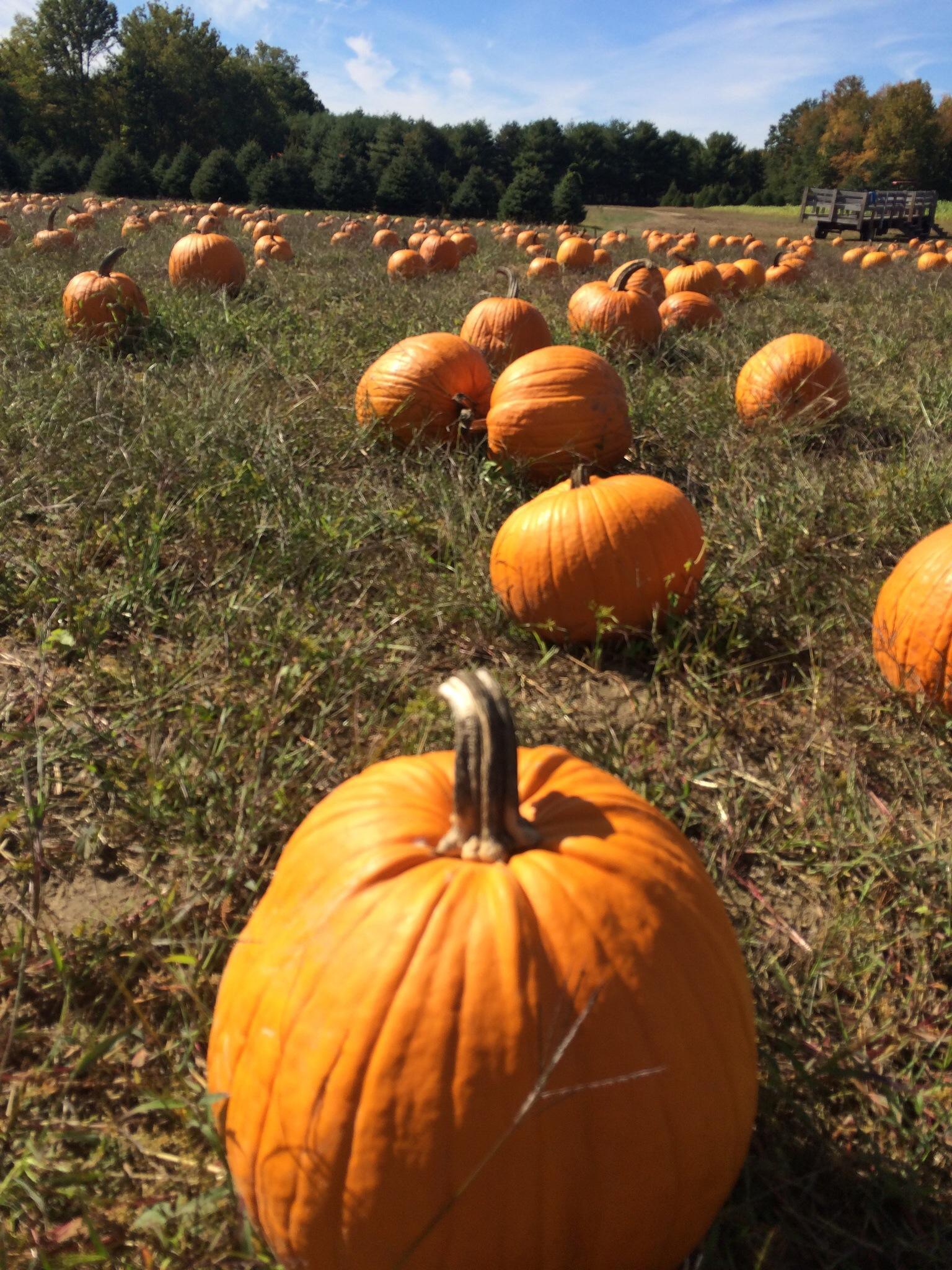 Indian Acres Tree Farm