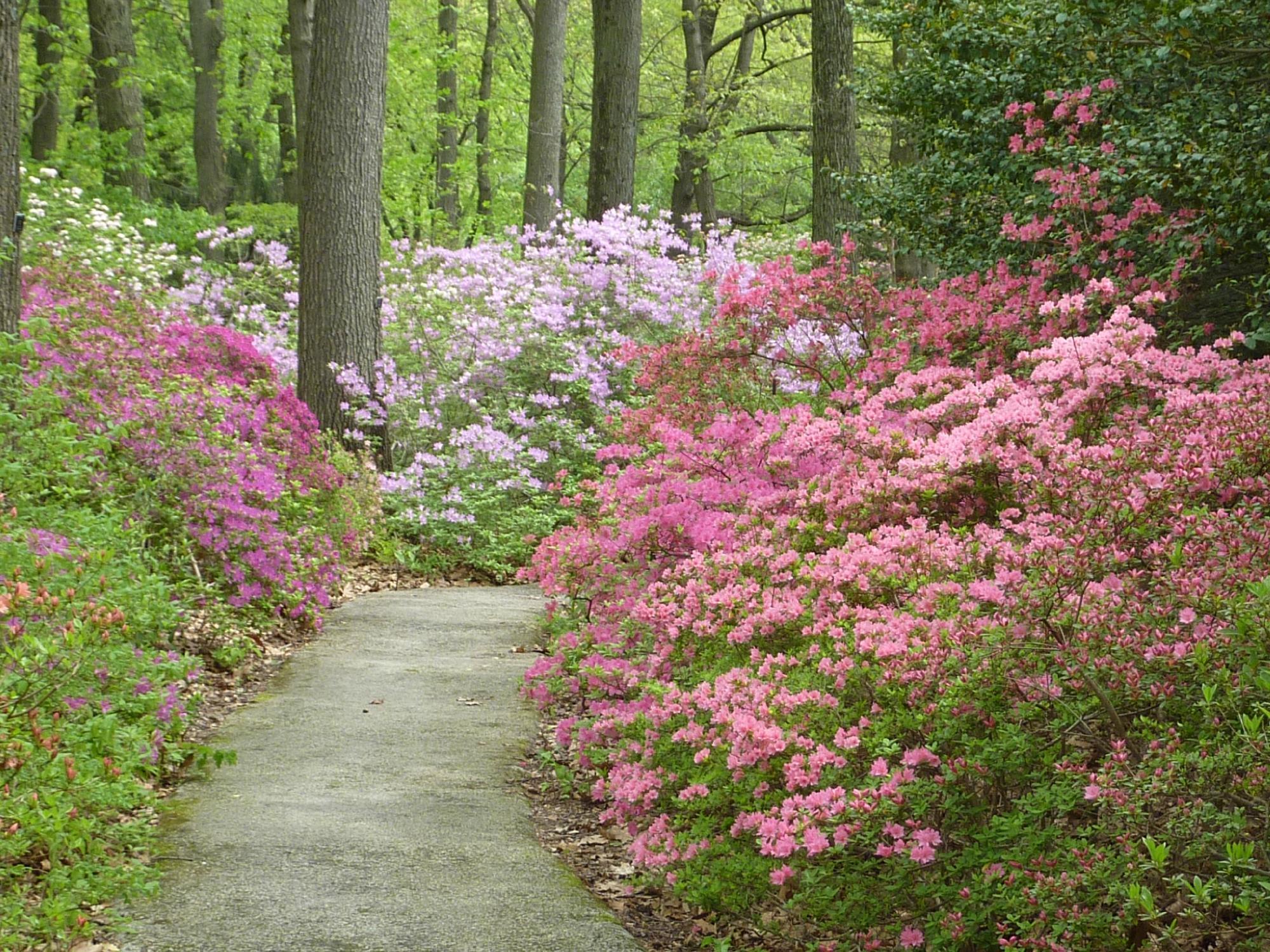 Jenkins Arboretum & Gardens