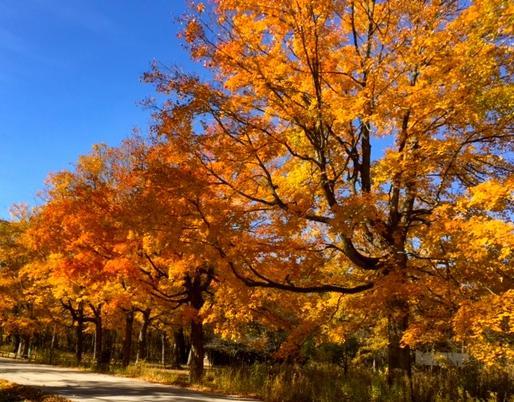 Ryerson Conservation Area