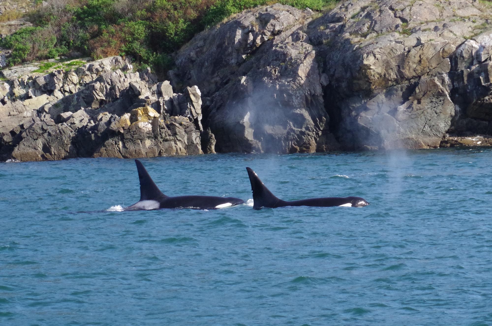 Vancouver Whale Watch