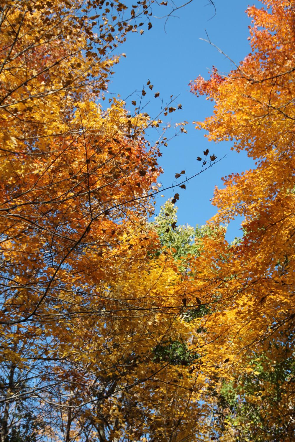 Barkhausen Waterfowl Preserve