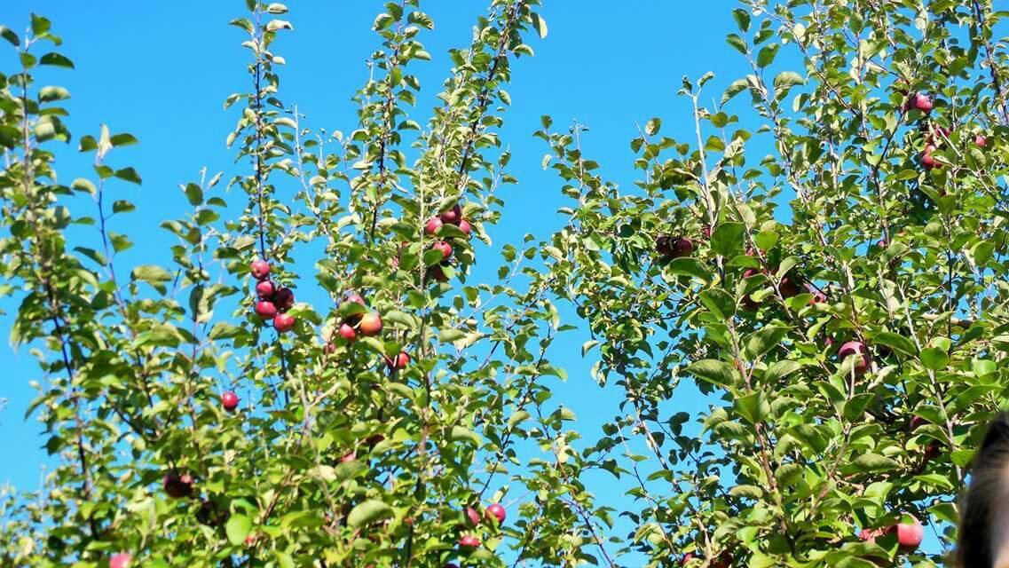 North Star Orchards