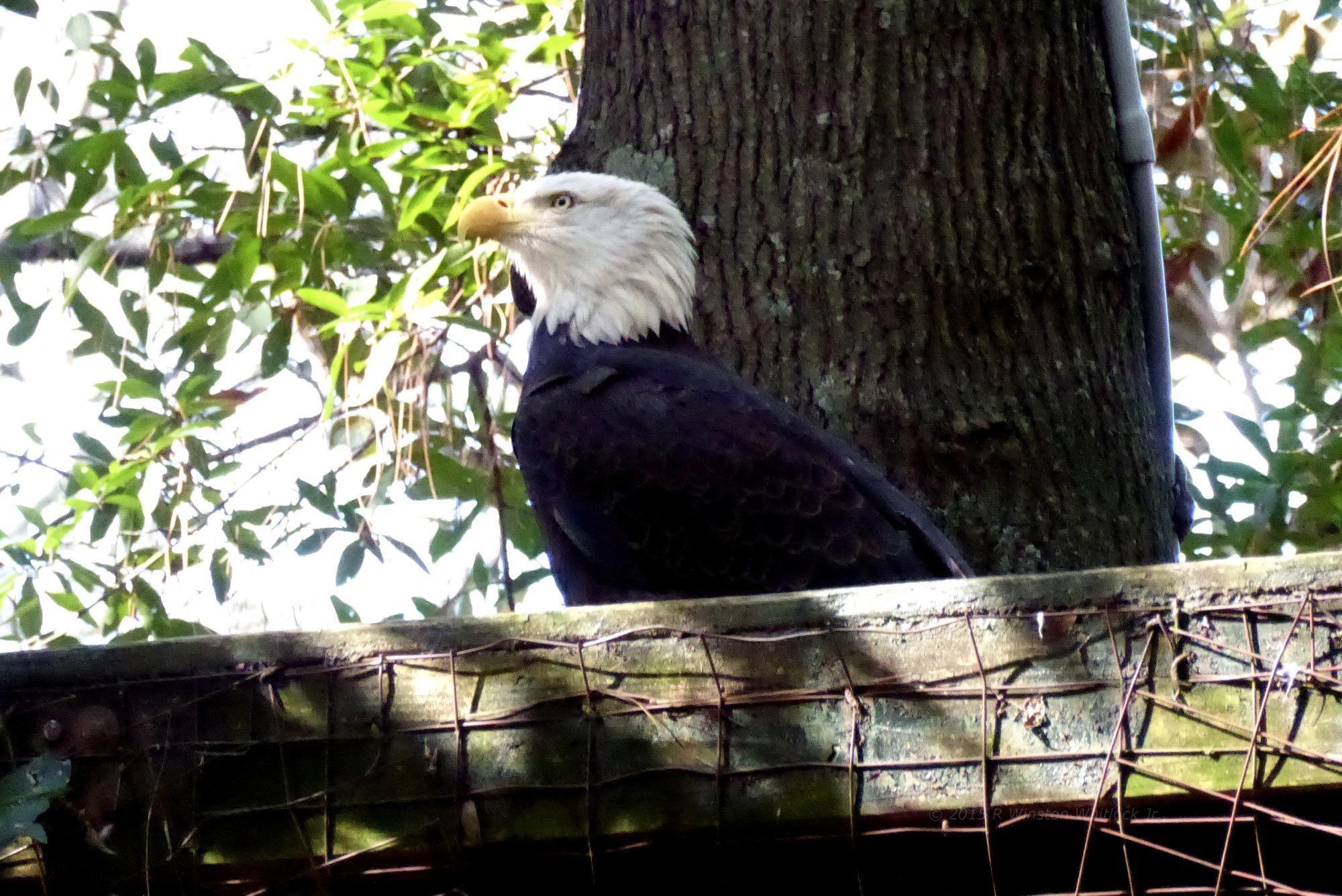 The Center for Wildlife Education at Georgia Southern University