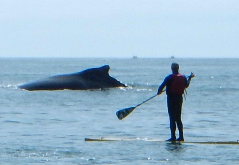 Mavericks PaddleSports