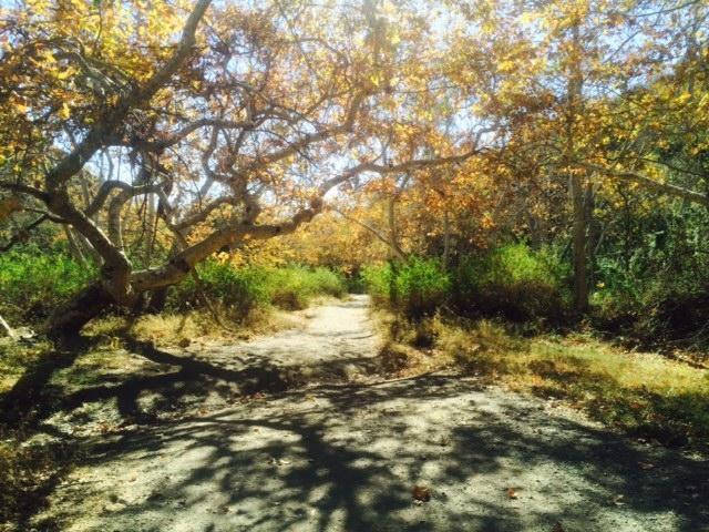 Sullivan Canyon