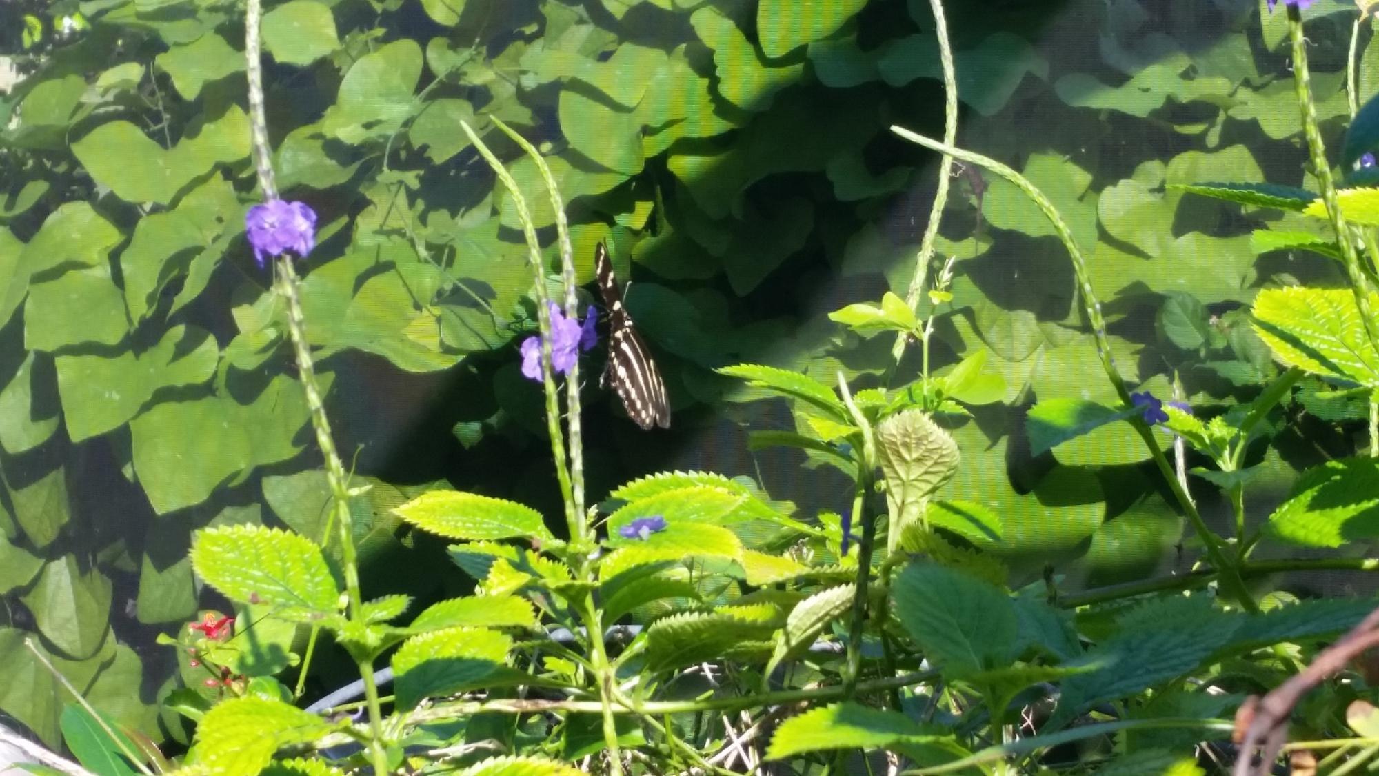 Tom Allen Memorial Butterfly House