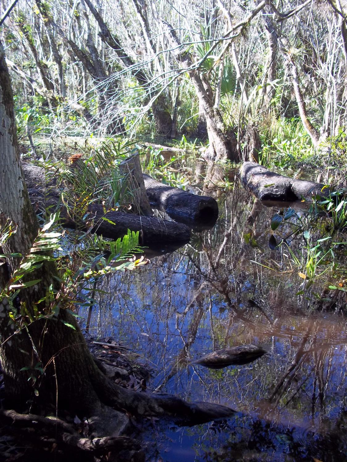 CREW Marsh Trails