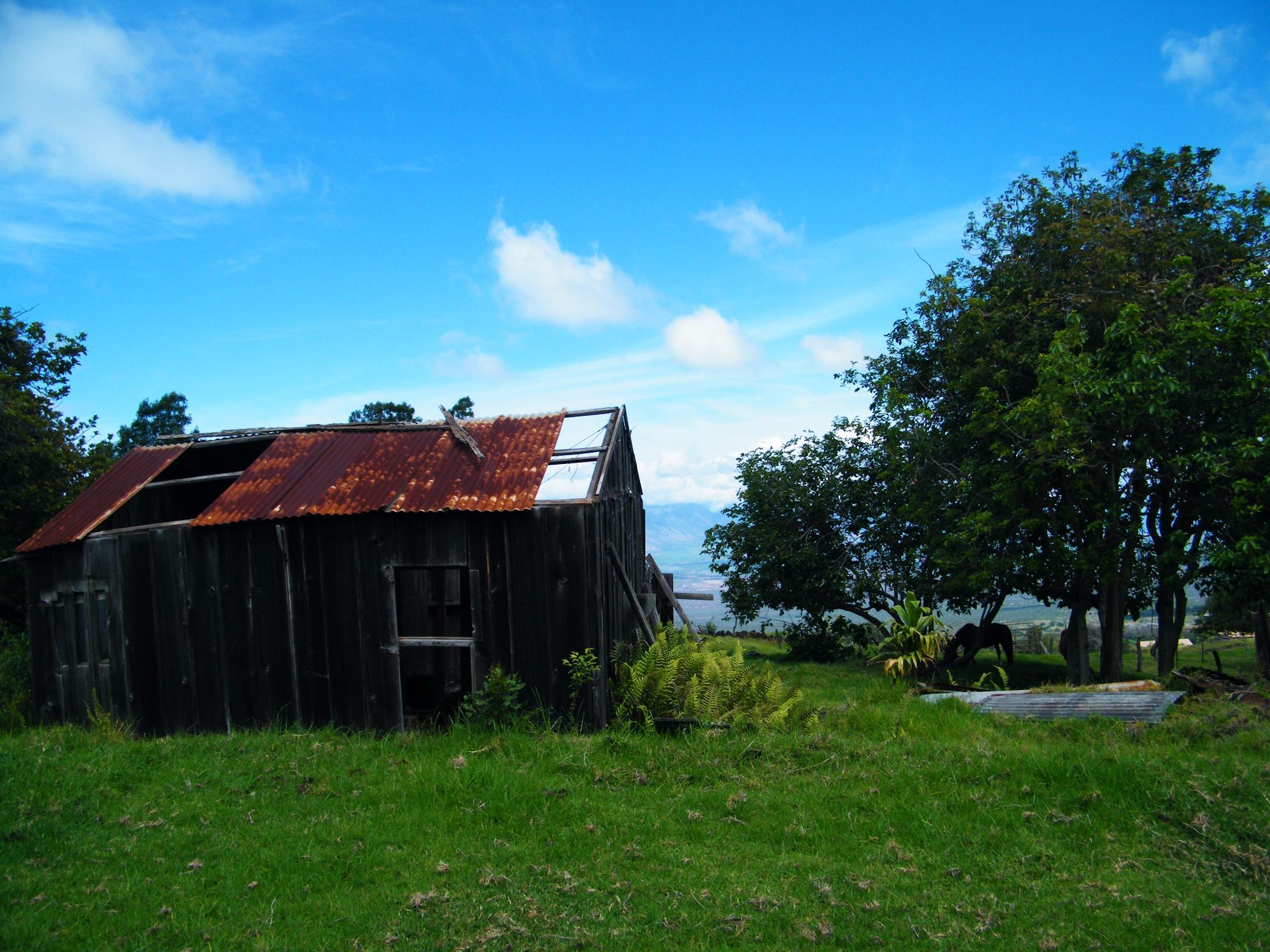 Shim's Coffee Farm