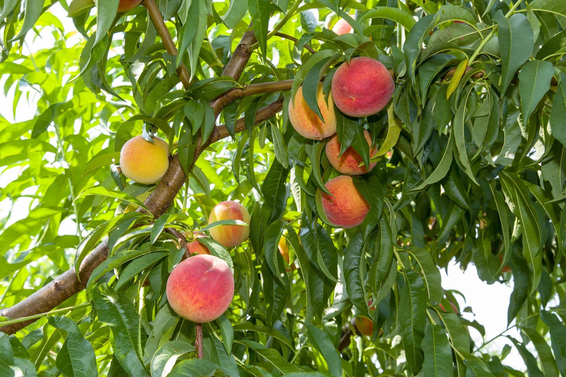 Mulberry Orchard