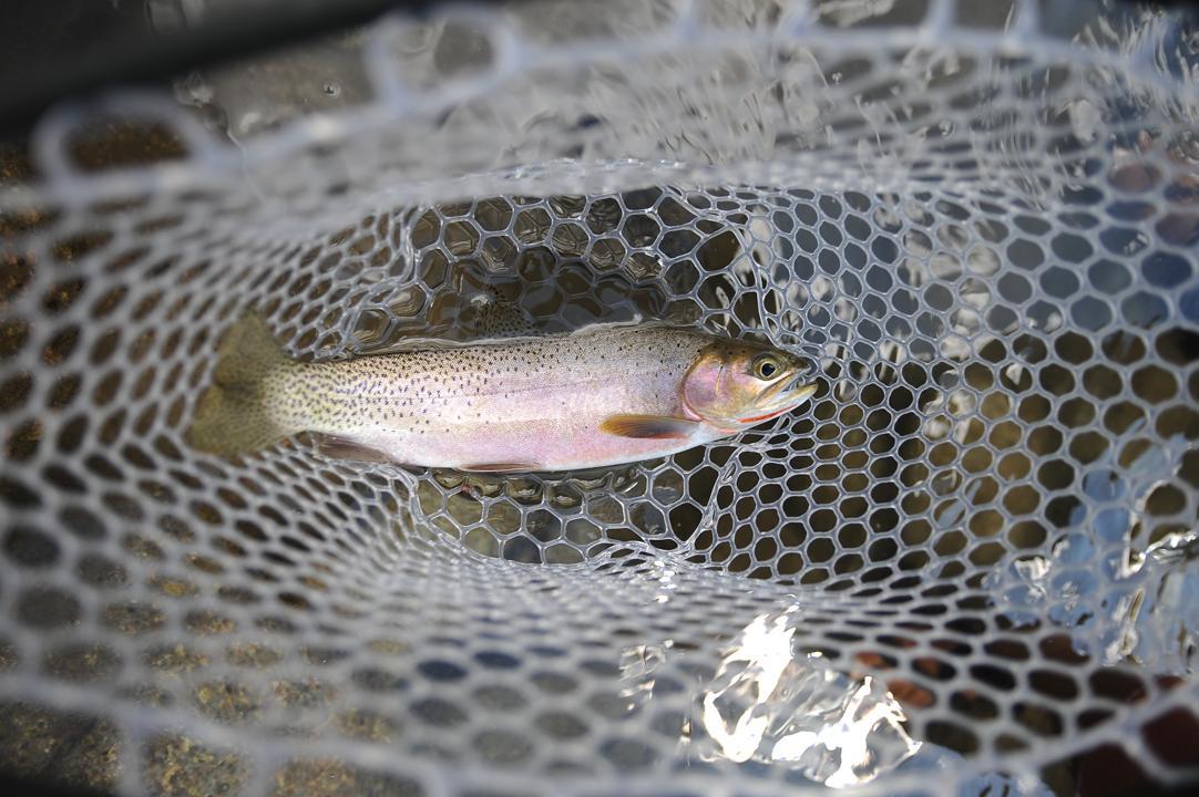 Salmon River Anglers