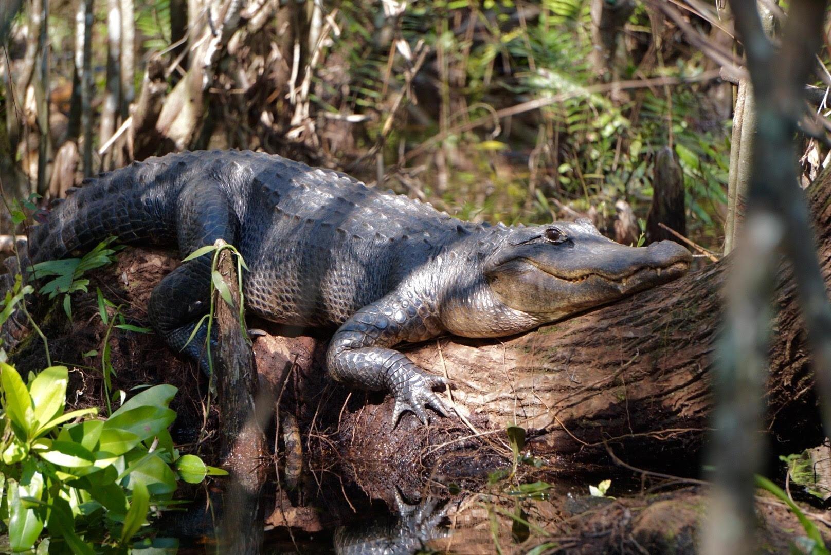 Tour The Glades - Private Wildlife Tours