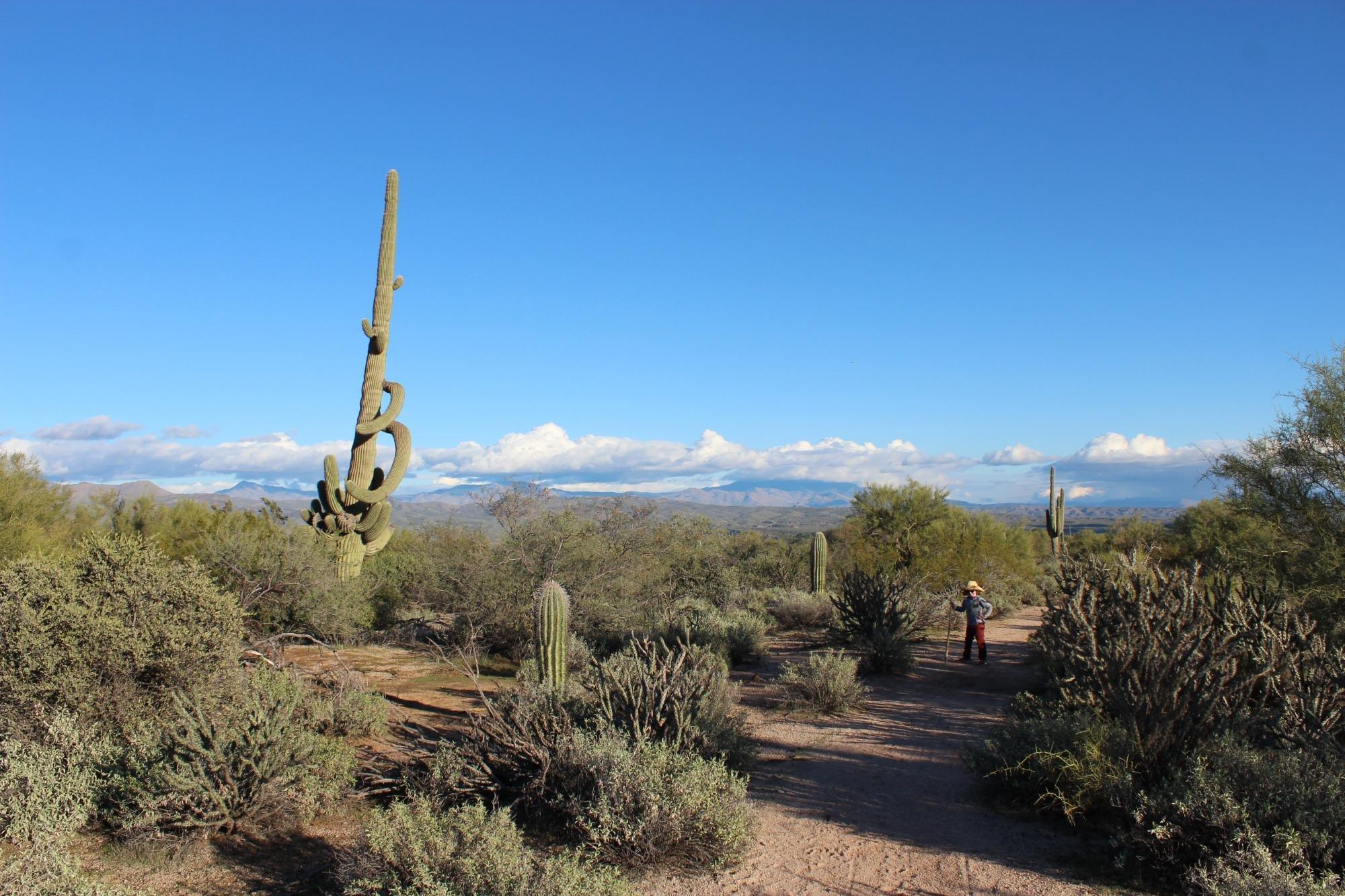 McDowell Mountain Regional Park