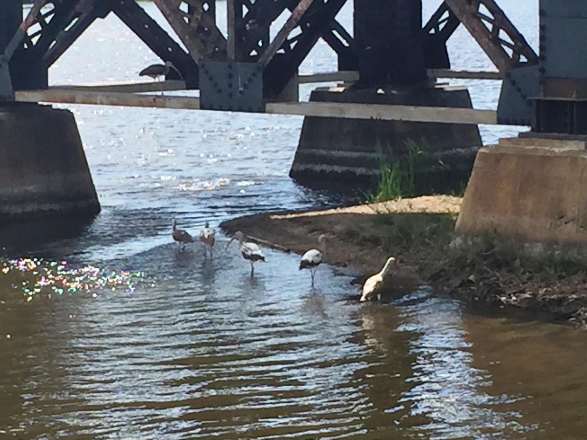 Crane Creek Promenade Manatee Observation Area