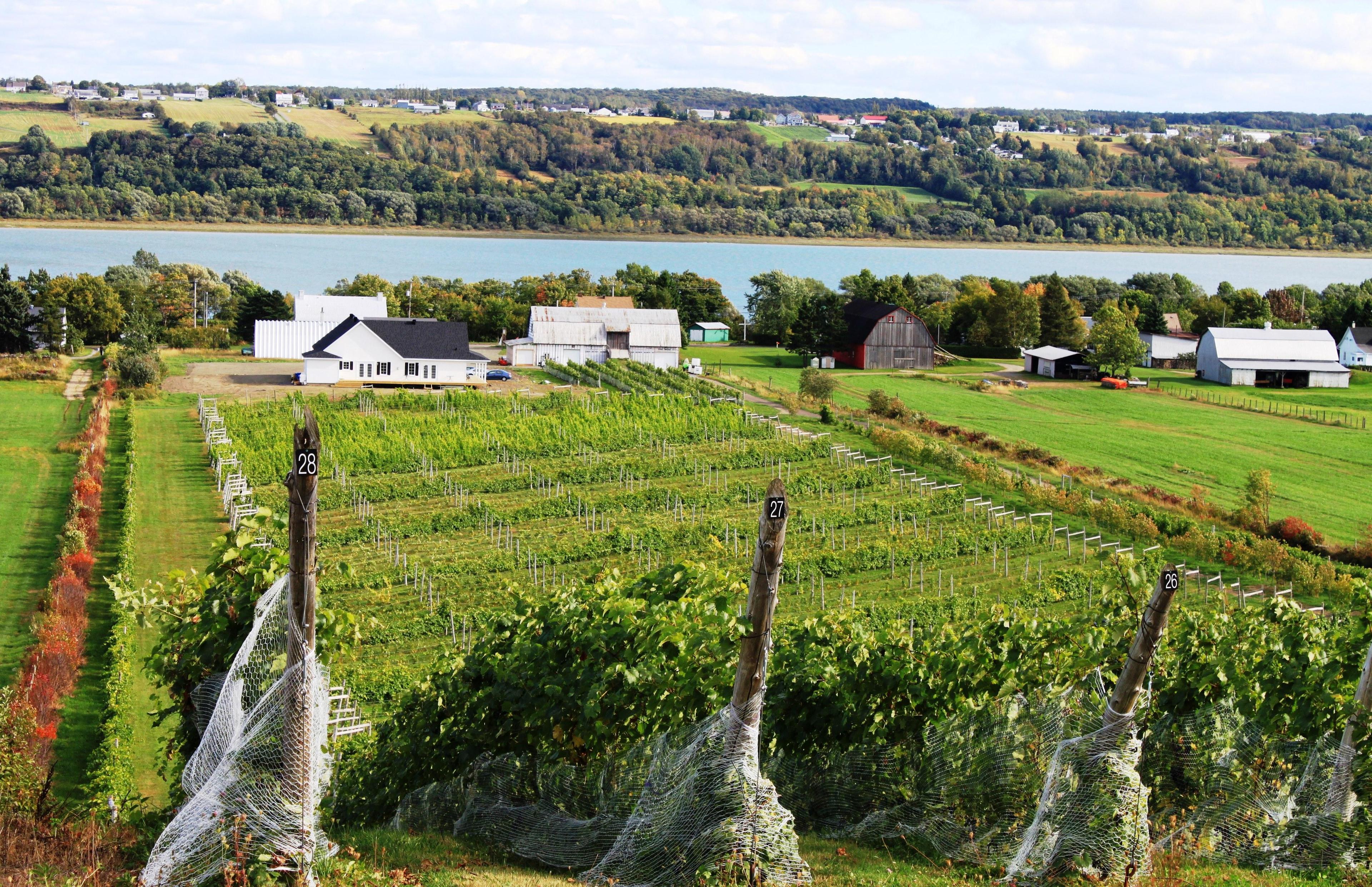 Vignoble Domaine L'Ange Gardien