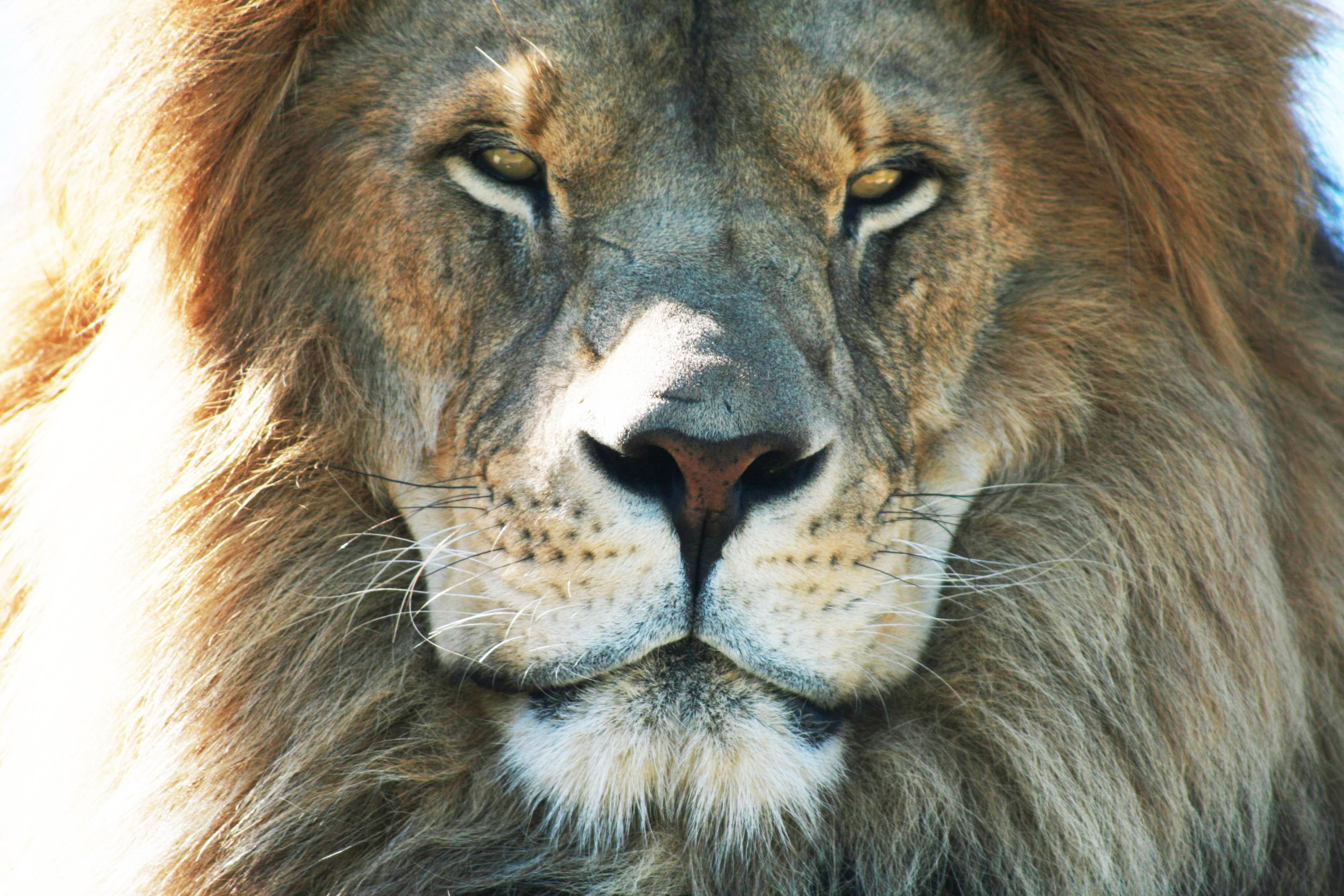 African Lion Safari