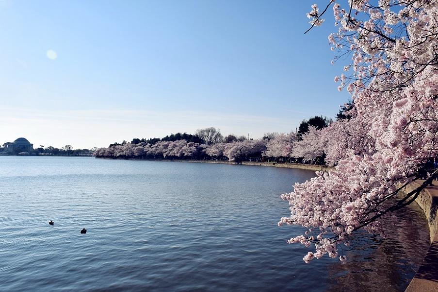 National Cherry Blossom Festival