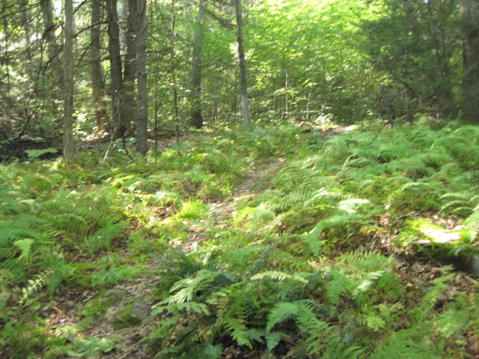 Quinebaug Woods