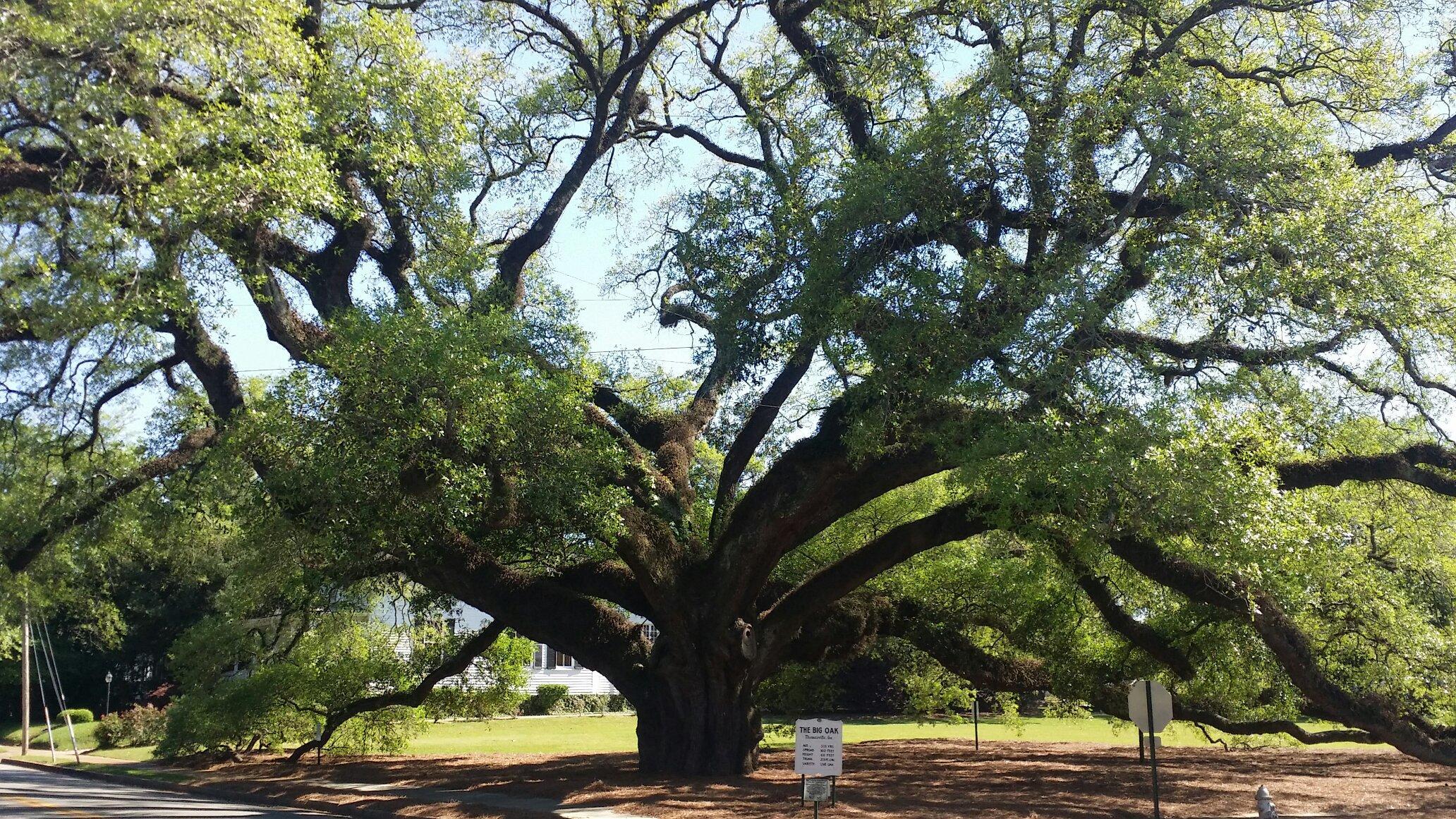 Thomasville's Historic Big Oak