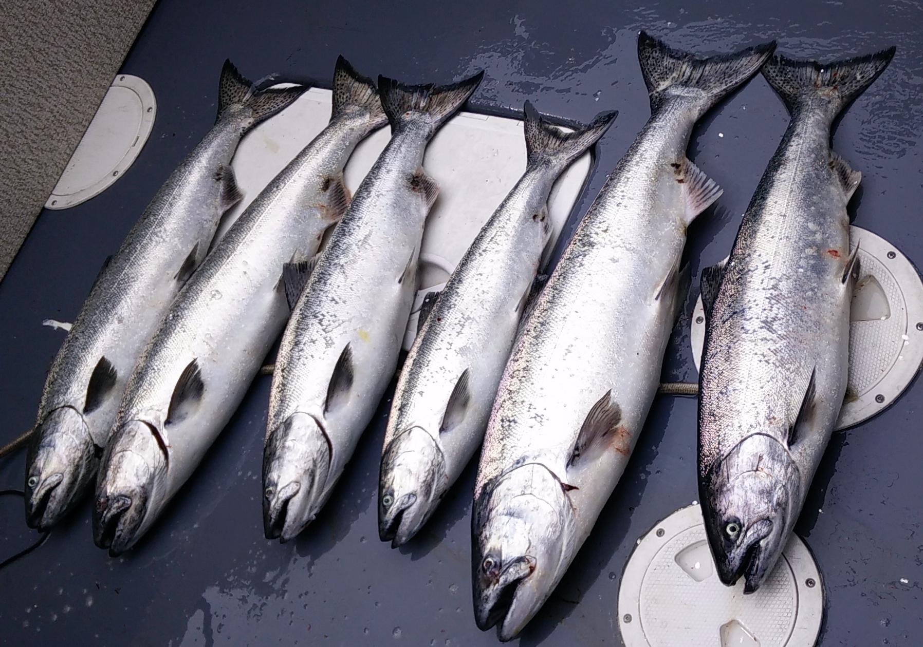 Salmon Eye Charters