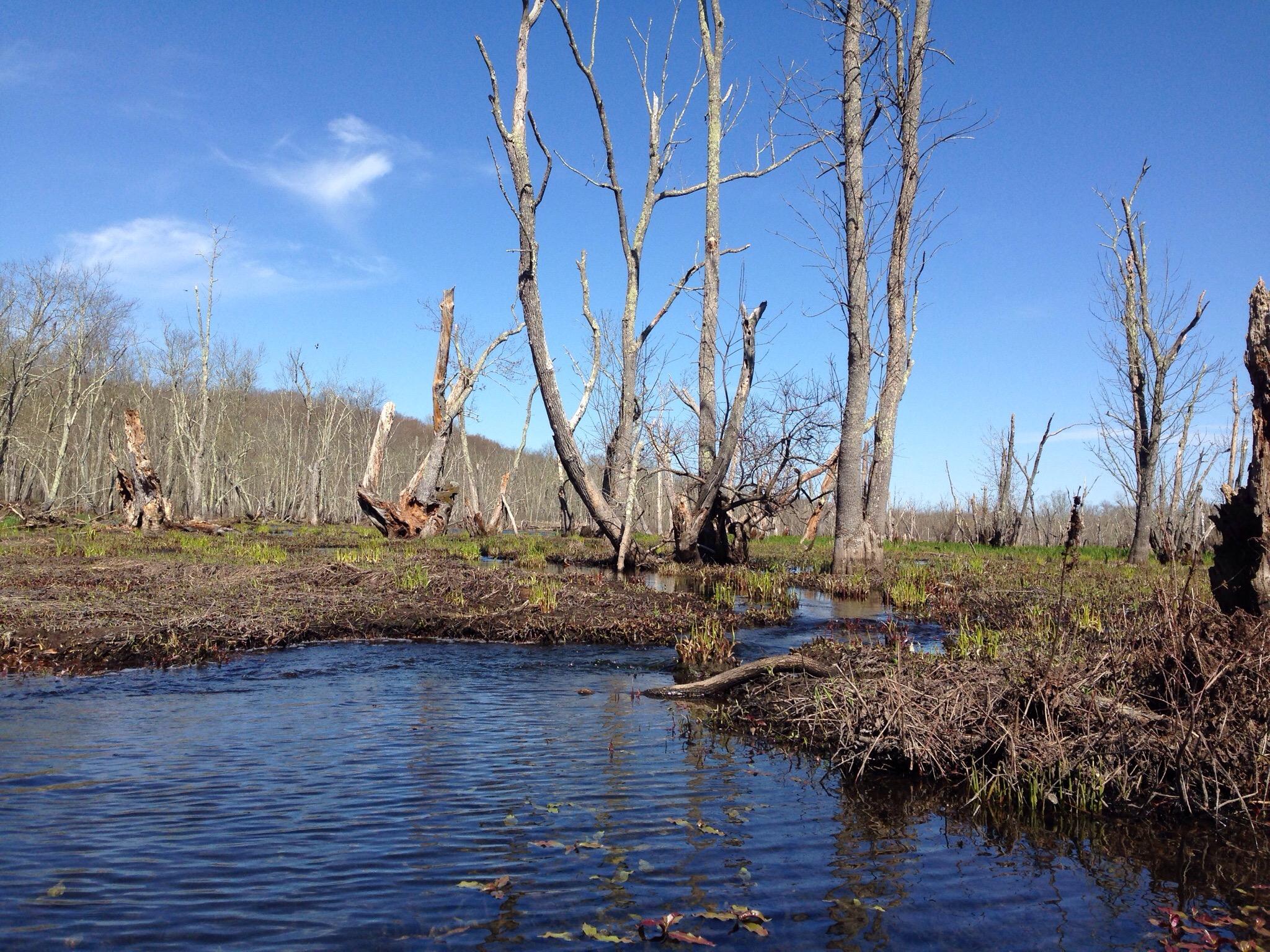 Great Swamp Wildlife Management Area