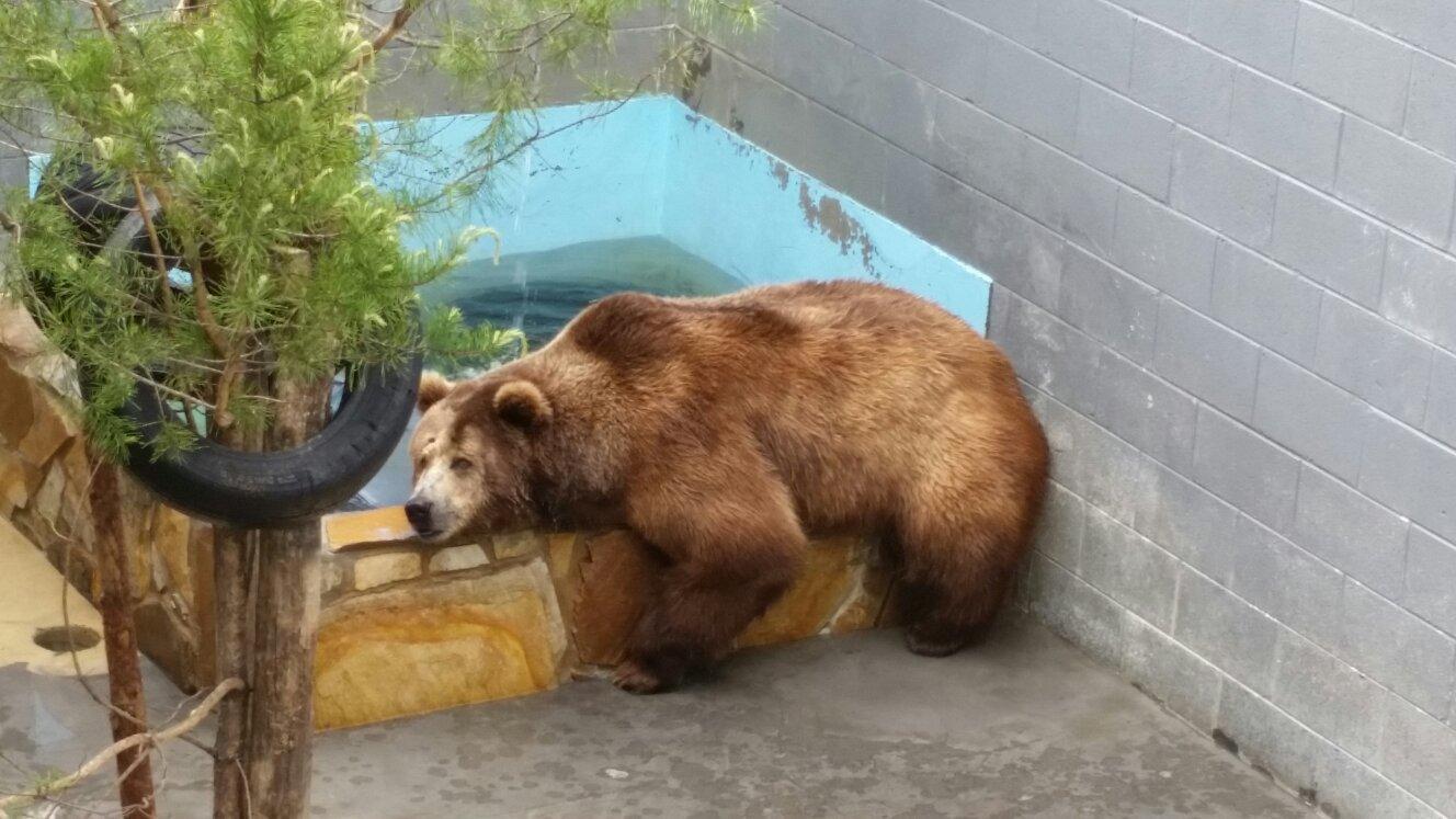 Cherokee Bear Zoo and Exotic Animals