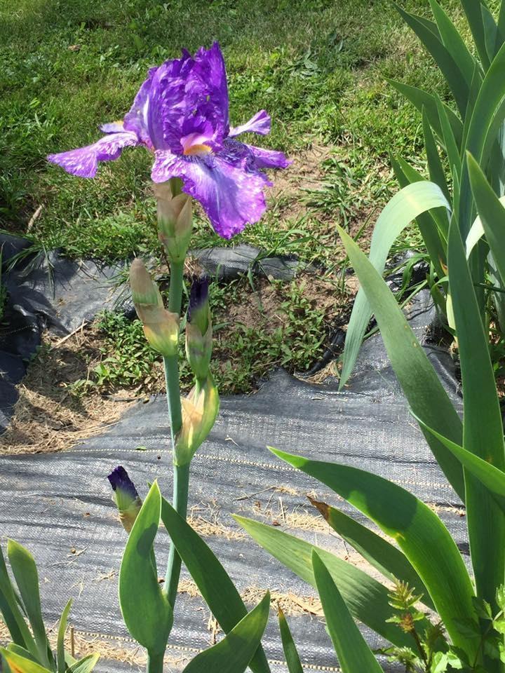 Comanche Acres Iris Gardens