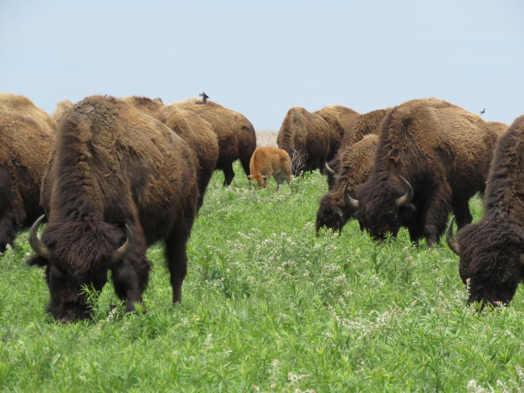 Prairie State Park