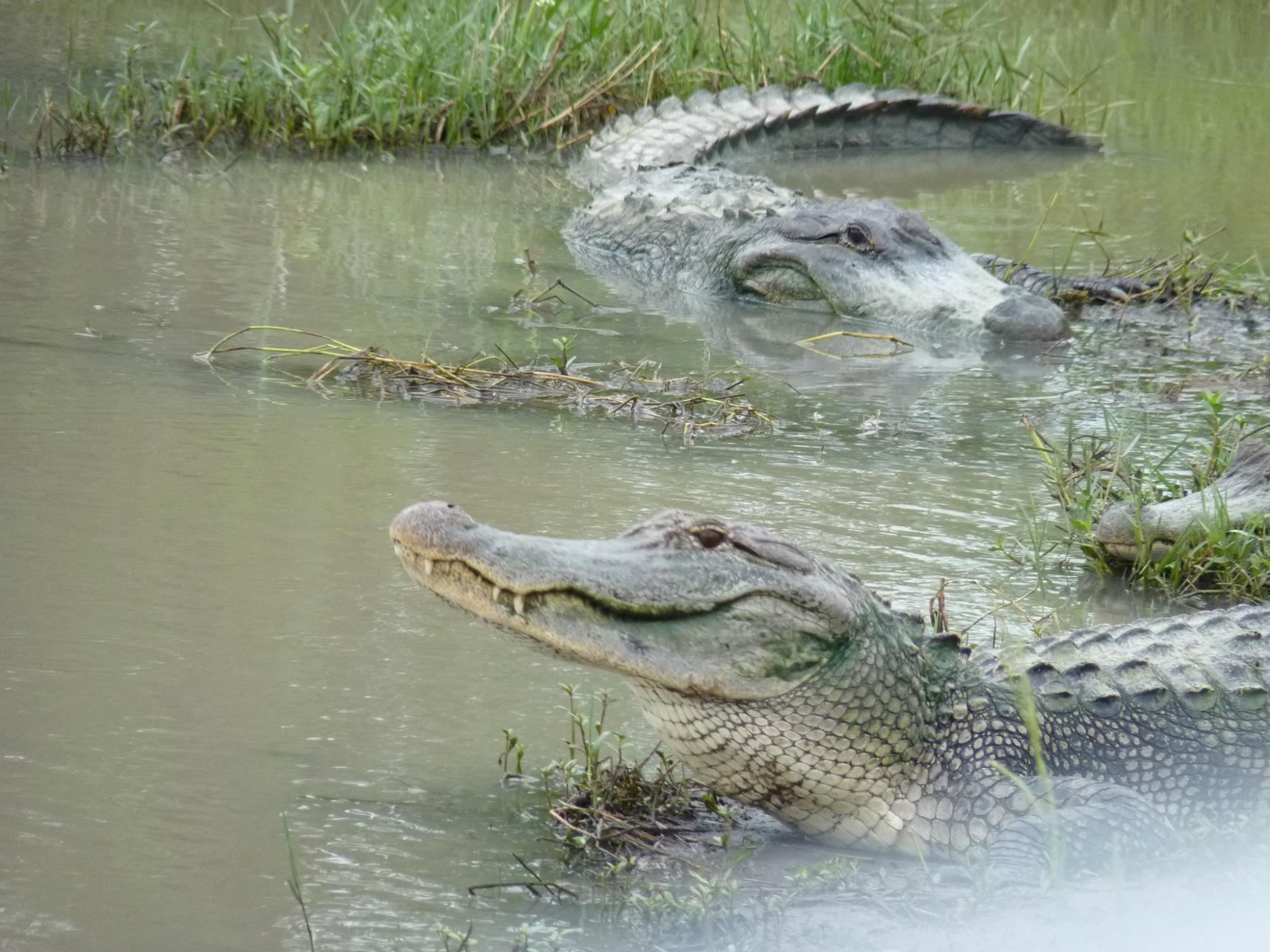 Gator Country